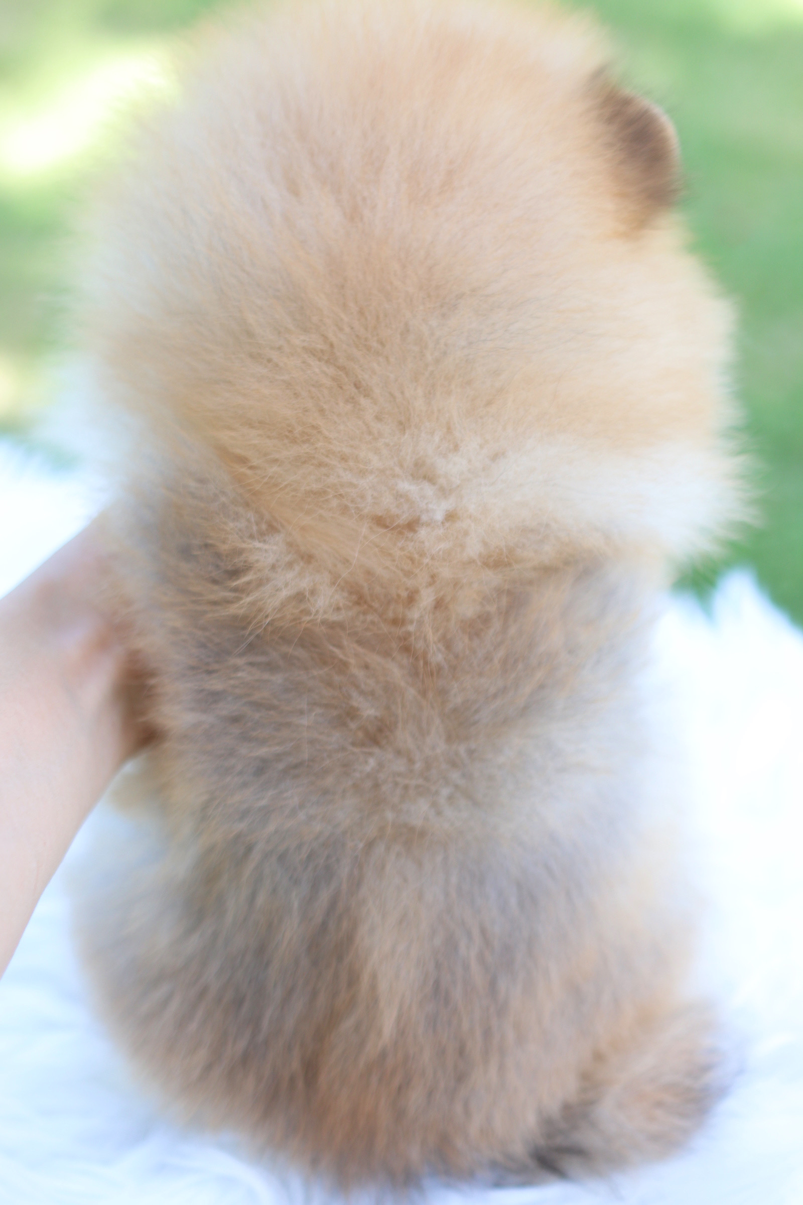 ปอมเมอเรเนียน เพศเมียสีส้ม