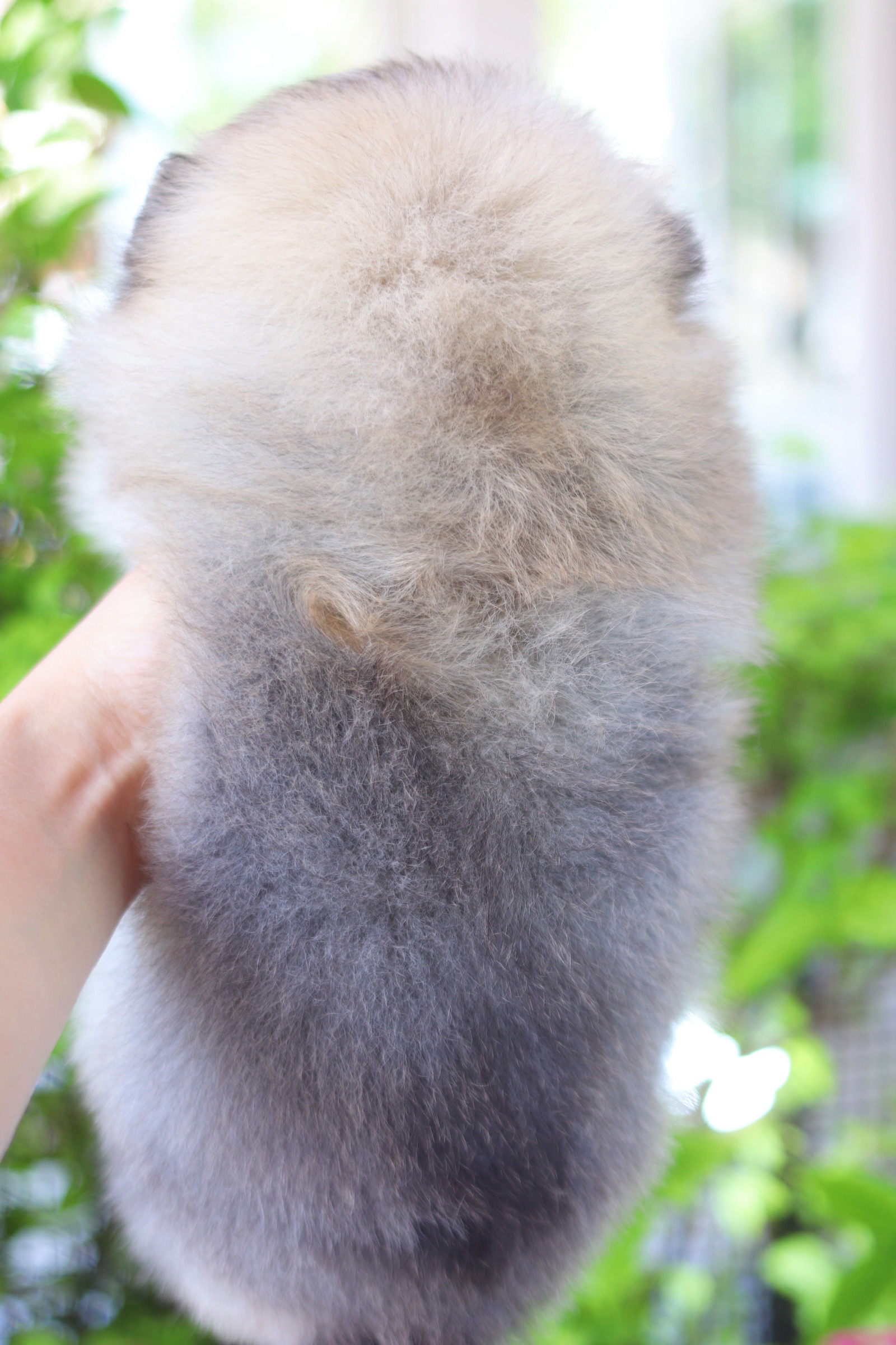 ปอมเมอเรเนียน เพศผู้สีส้ม เกรดโชว์