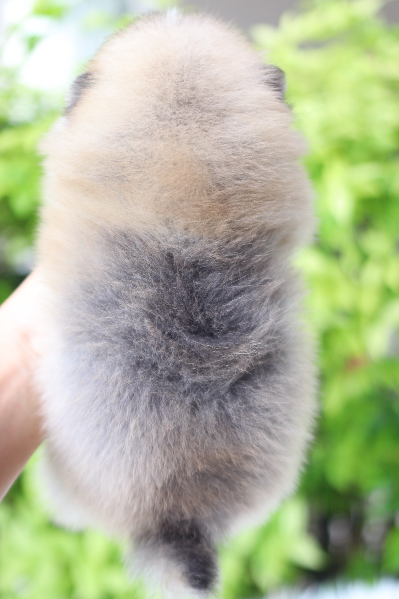 ปอมเมอเรเนียน เพศเมียสีส้ม