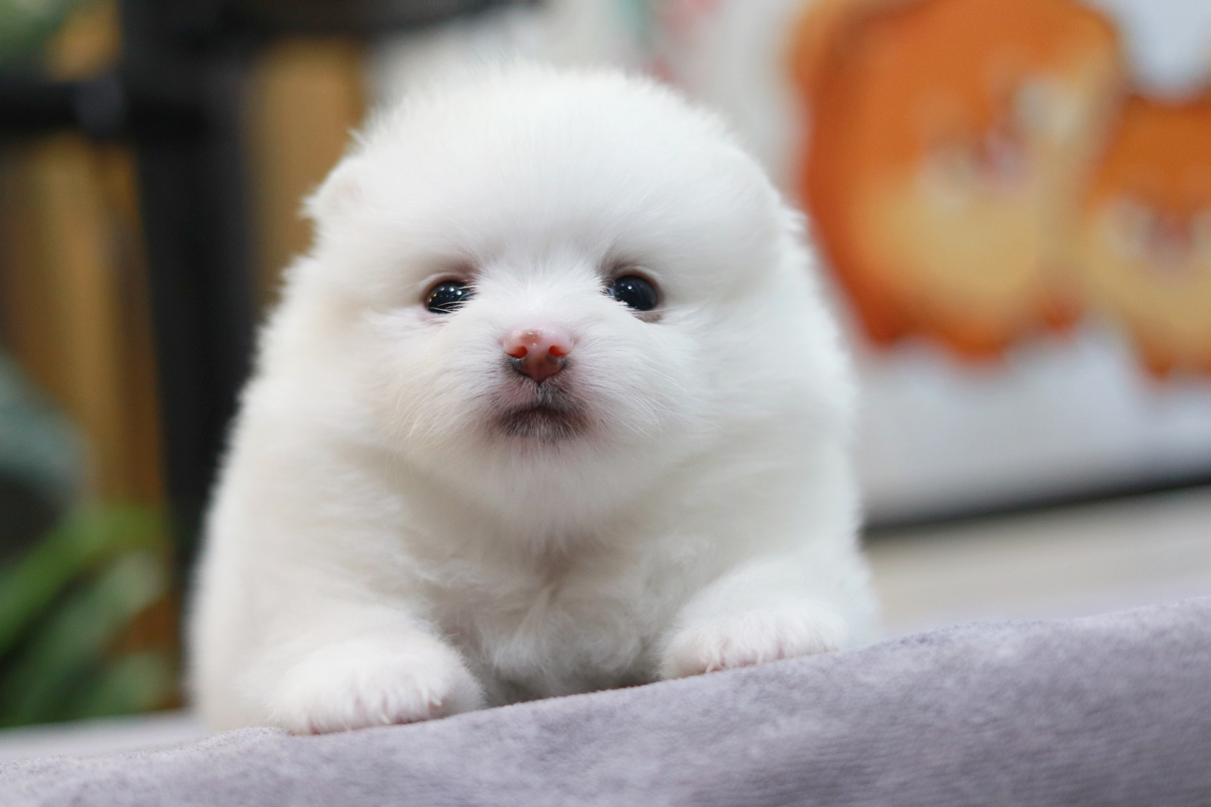 ปอมเมอเรเนียน เพศผู้ขาวสำลี