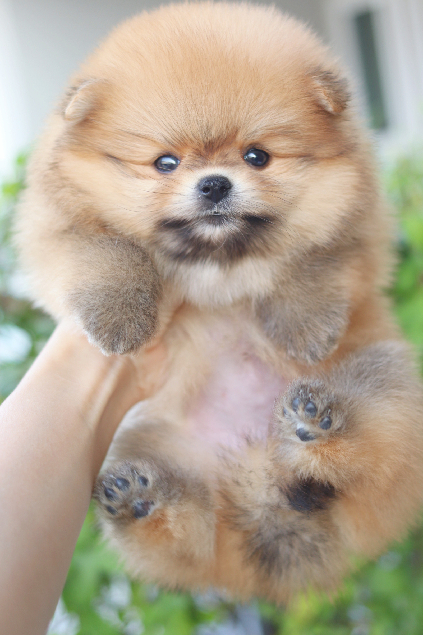 ปอมเมอเรเนียน เพศเมียเกรดโชว์