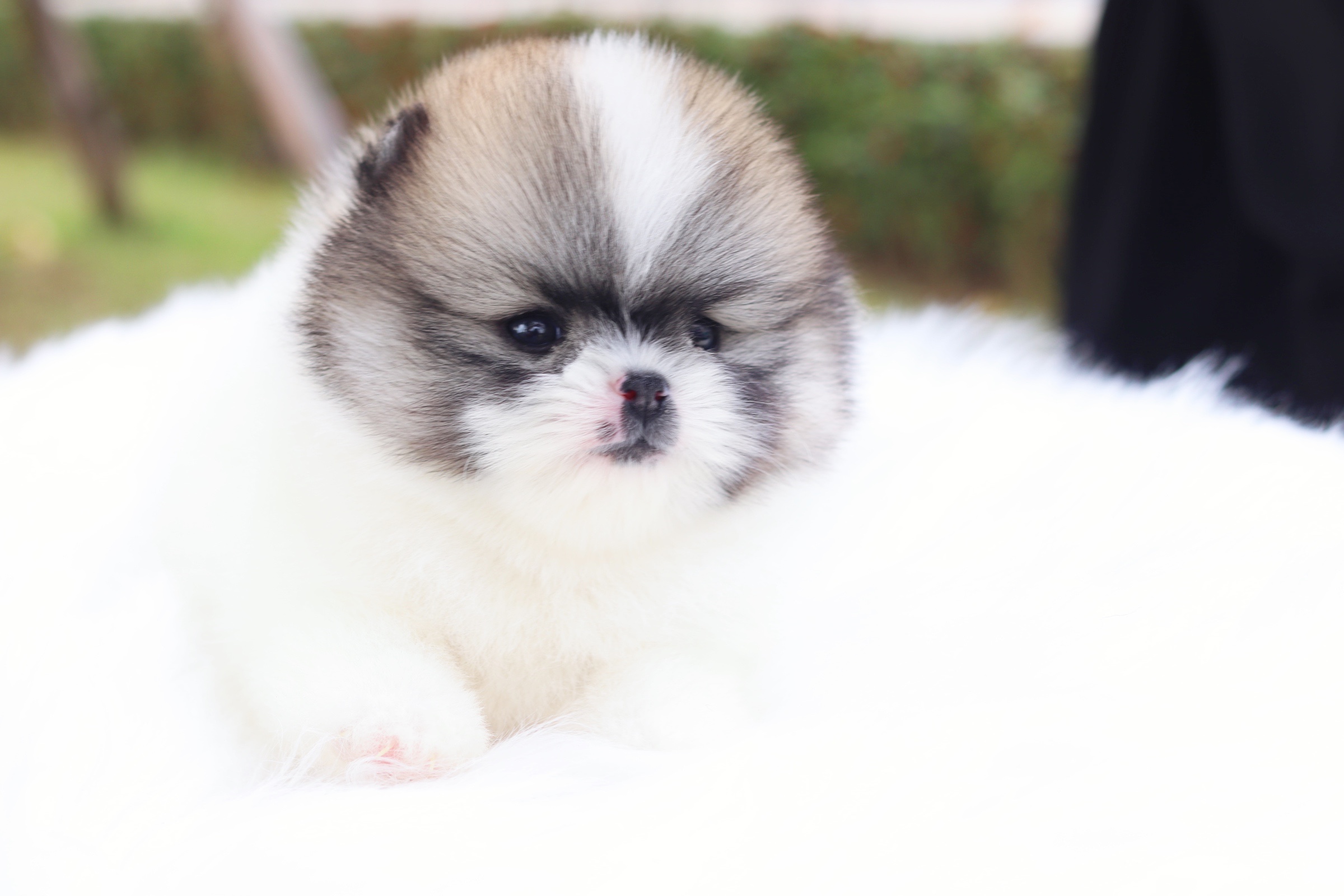 ปอมเมอเรเนียน เพศผู้ สีแฟนซี