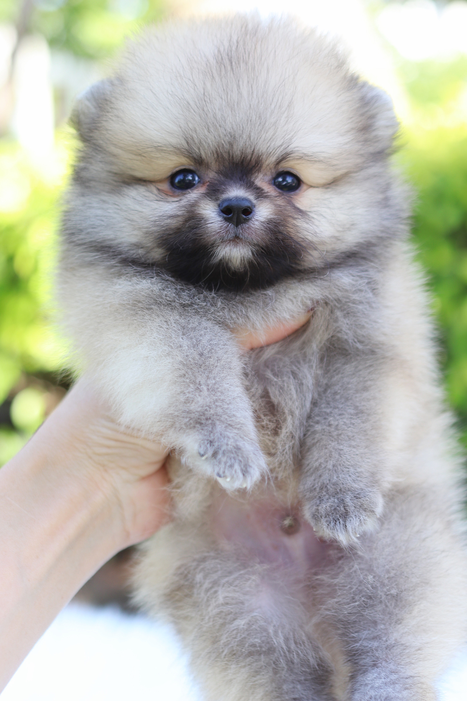 ปอมเมอเรเนียน เพศผู้สีส้ม