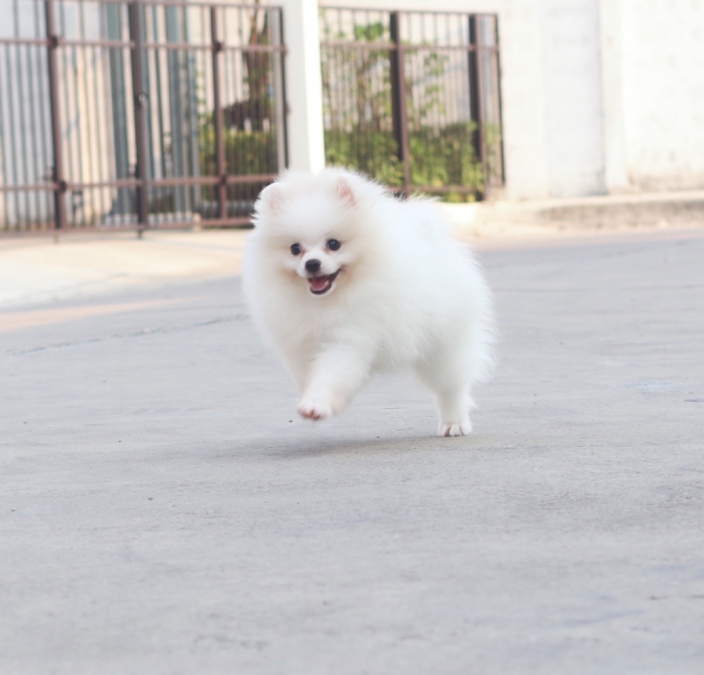 ปอมเมอเรเนียน เพศเมียสีขาวครีม