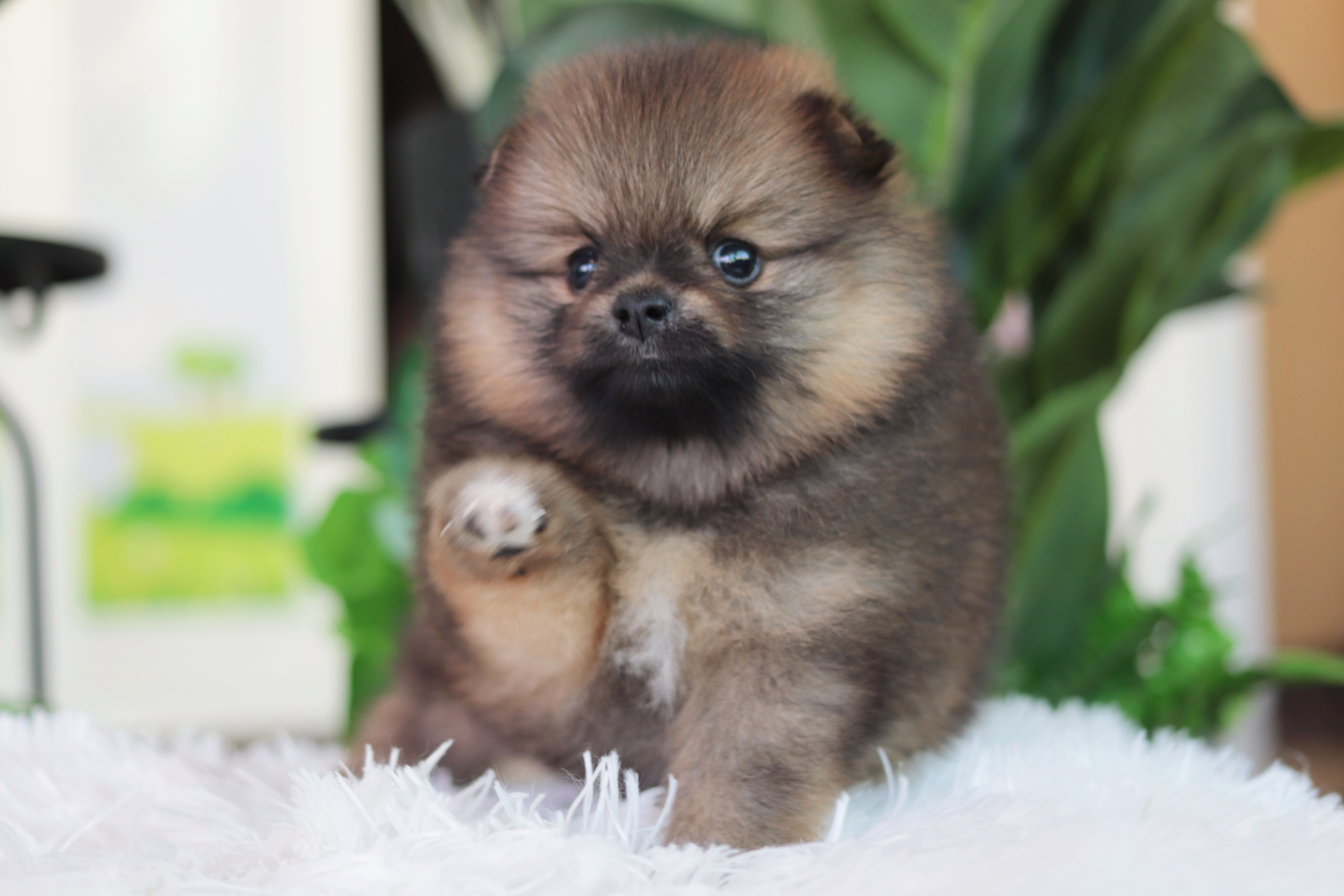 ปอมเมอเรเนียน เพศผู้สีส้ม