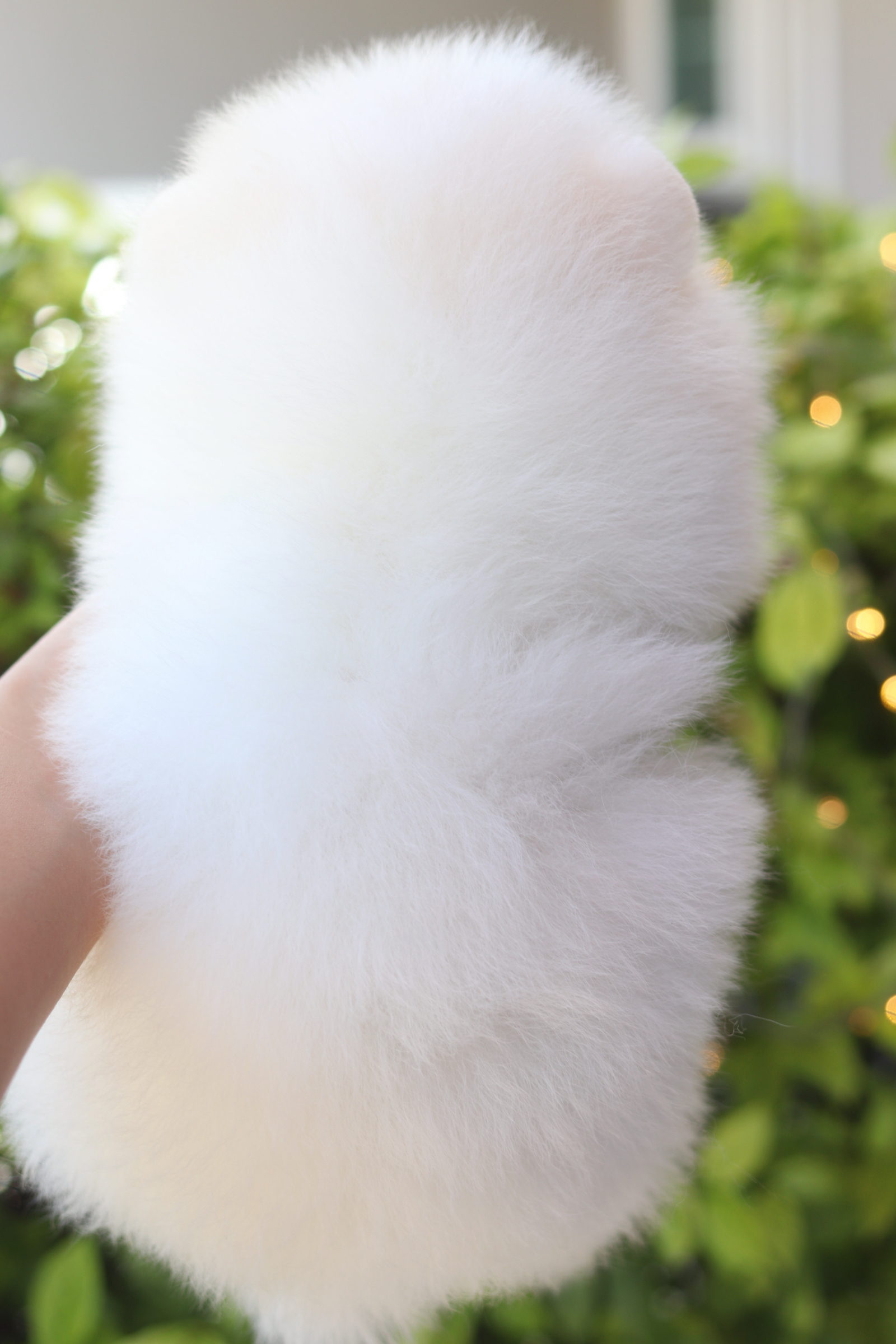 ปอมเมอเรเนียน เพศผู้สีขาวครีม เกรดโชว์