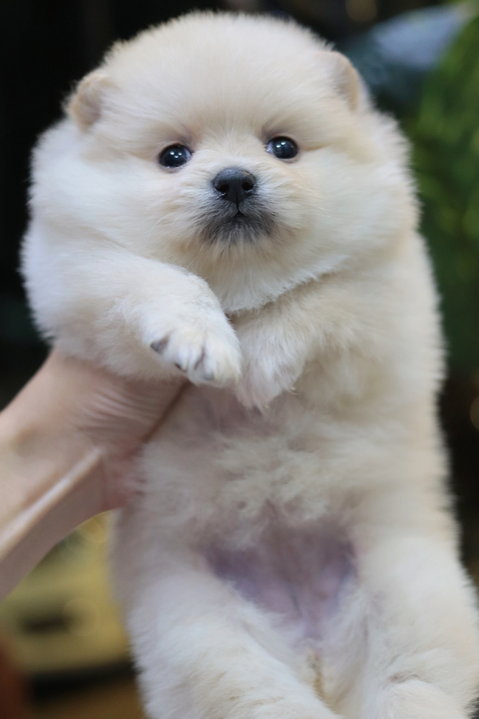 ปอมเมอเรเนียน เพศเมียสีขาวครีม