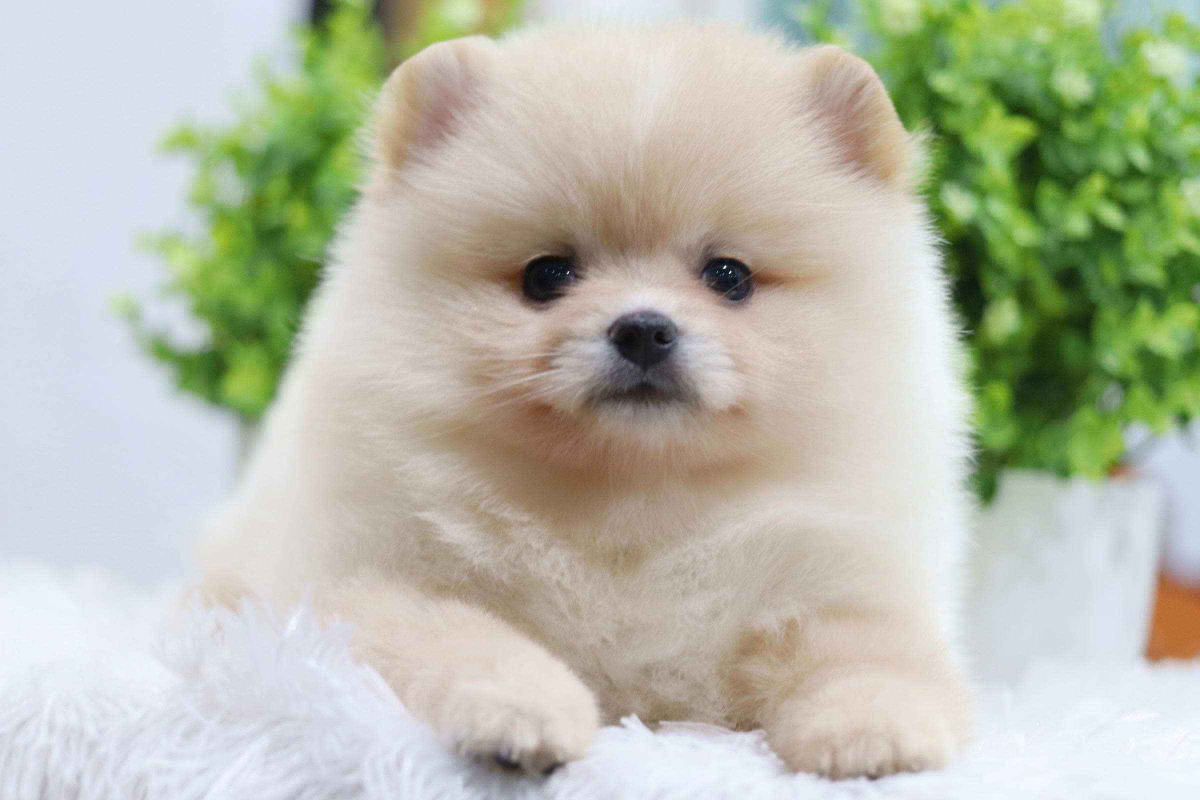 ปอมเมอเรเนียน เพศเมีย