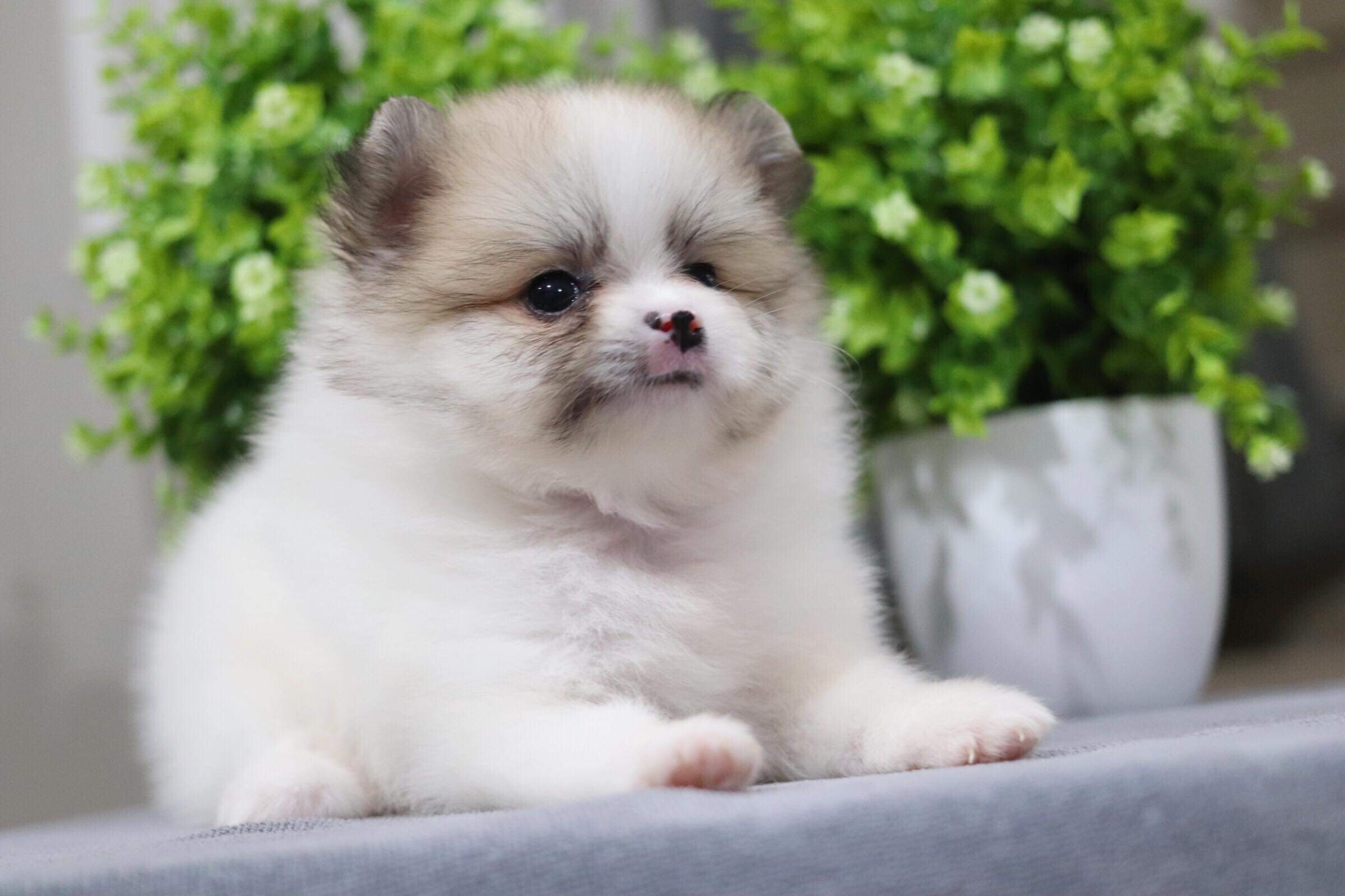 ปอมเมอเรเนียน เพศเมีย