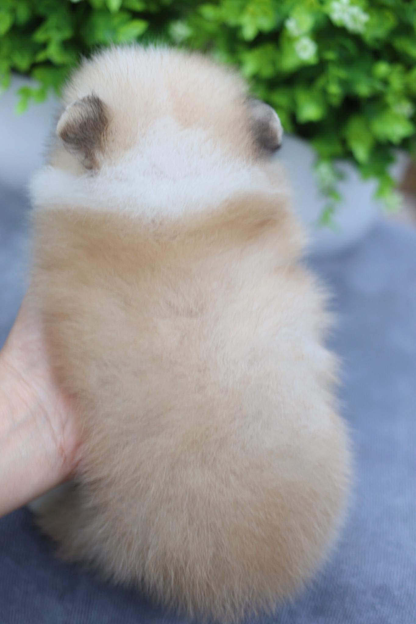 ปอมเมอเรเนียน เพศเมีย