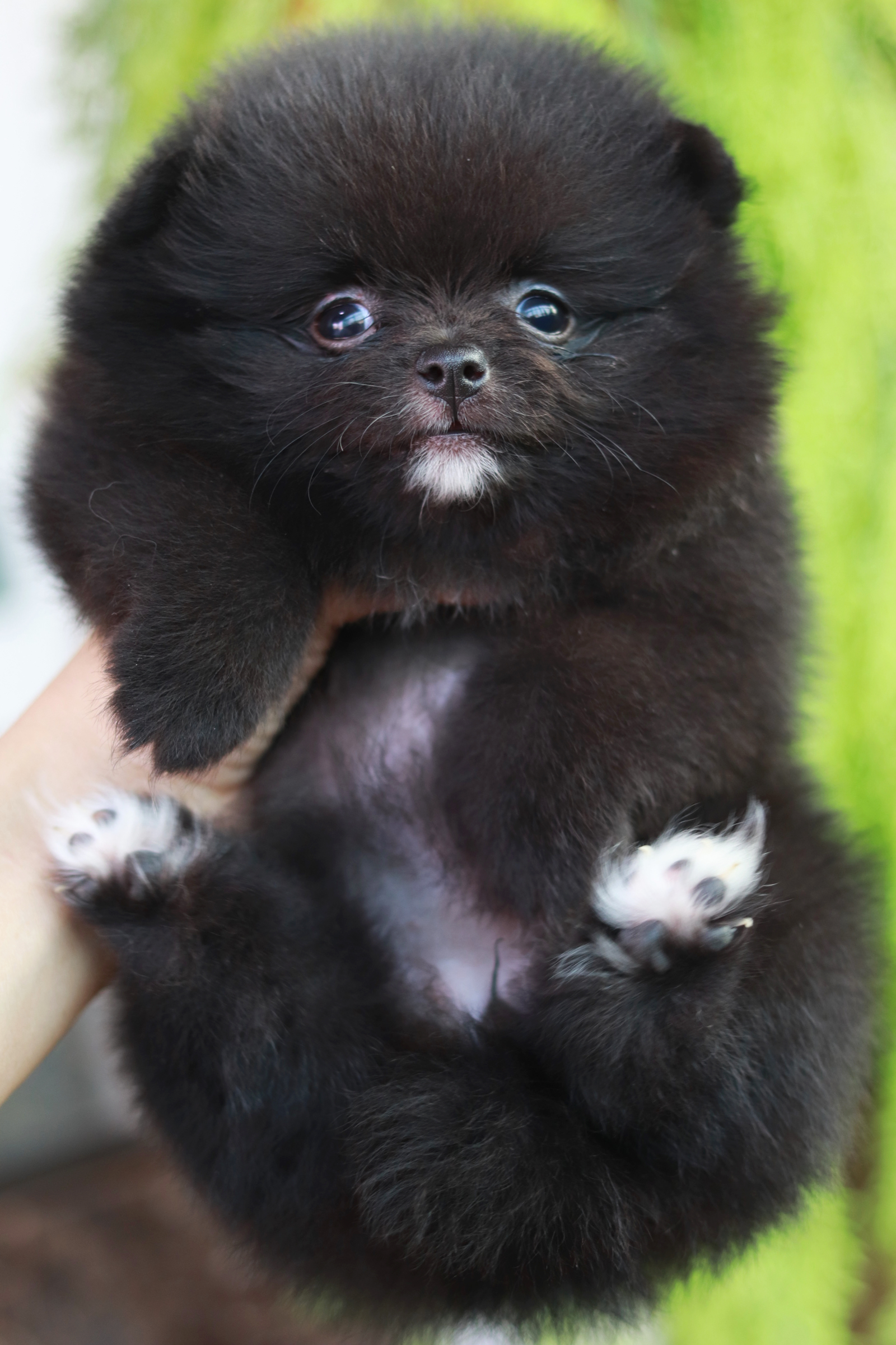 ปอมเมอเรเนียน เพศเมีย