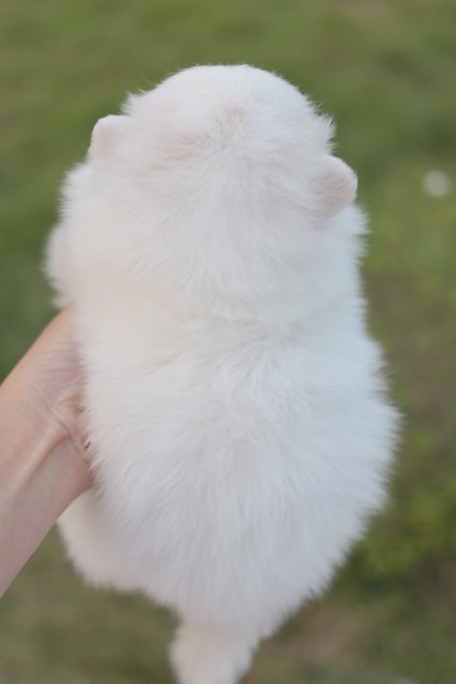 ปอมเมอเรเนียน เพศเมียขาวครีม