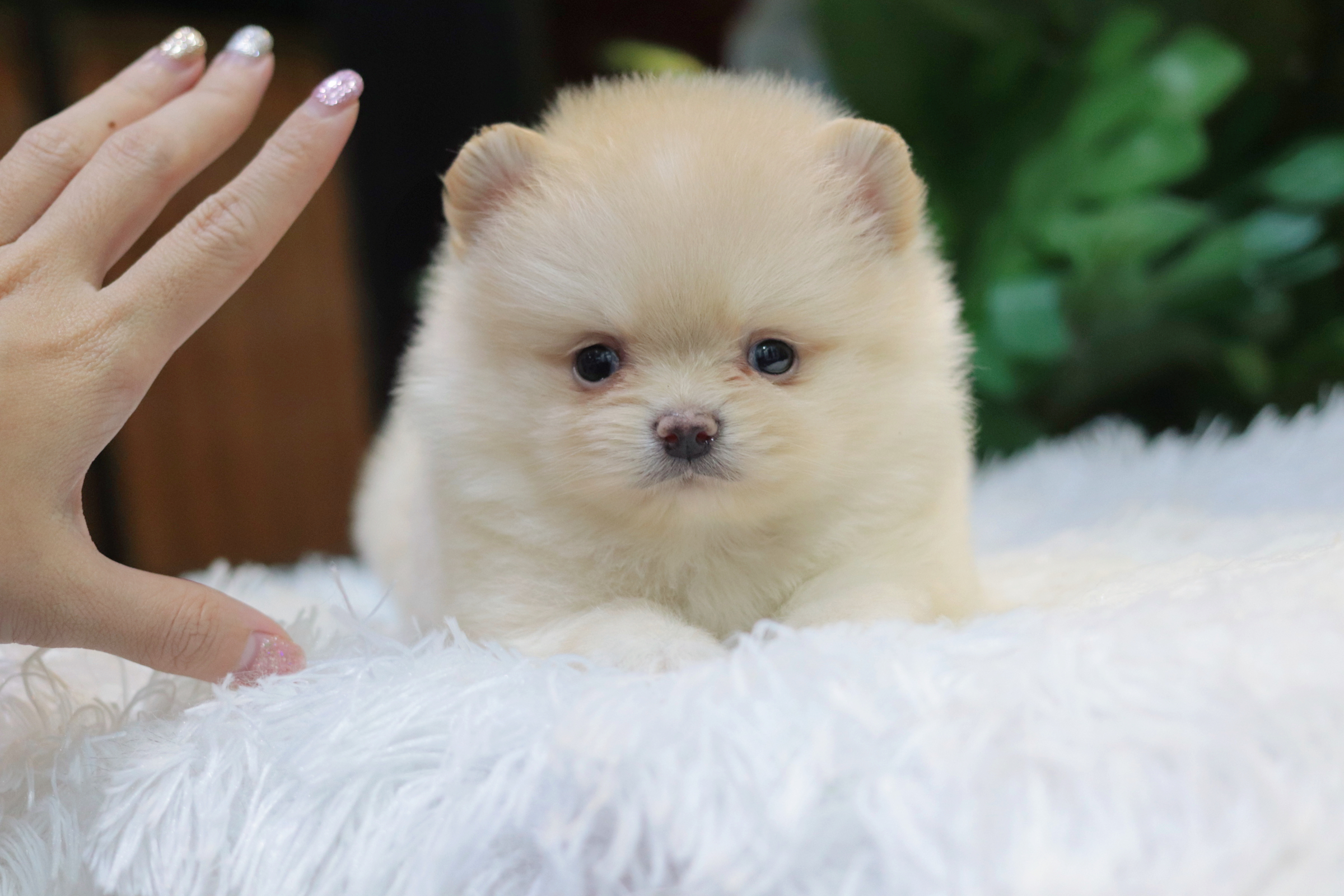 ปอมเมอเรเนียน เพศเมียสีขาวครีมไซส์เล็ก