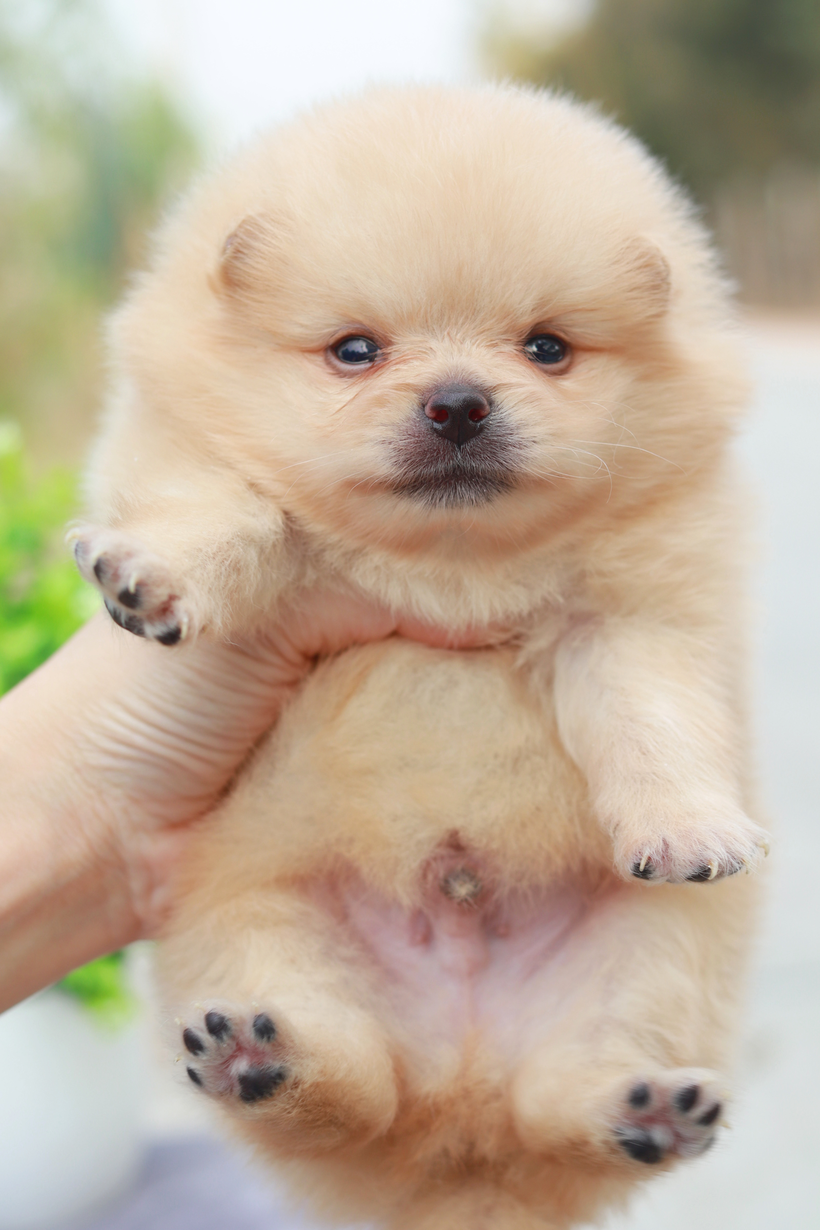 ปอมเมอเรเนียน เพศผู้ ครีม