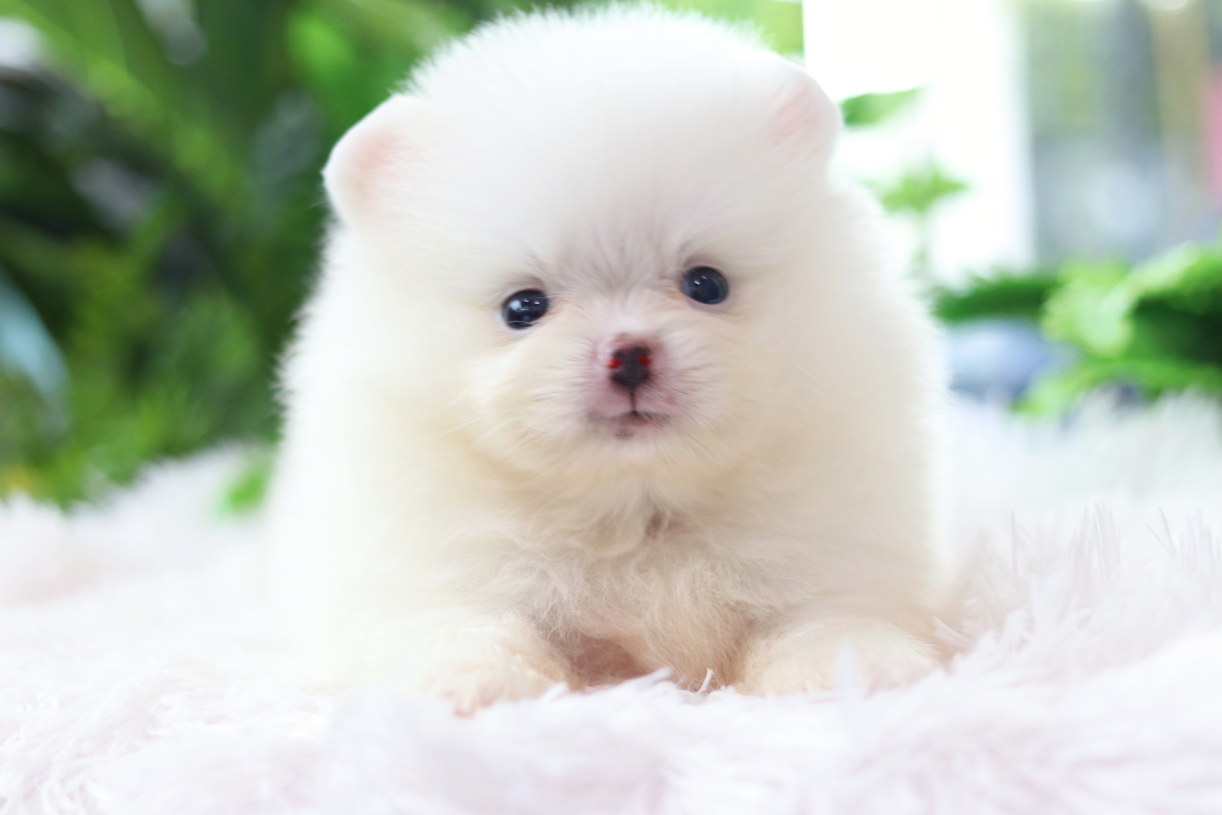 ปอมเมอเรเนียน เพศผู้ สีขาวครีม