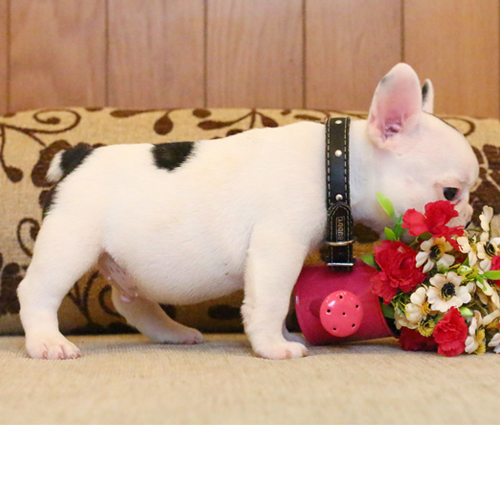 เด็กชายอาร์ก้า หน้าตาน่ารัก โครงสร้างสวย อายุ2เดือน