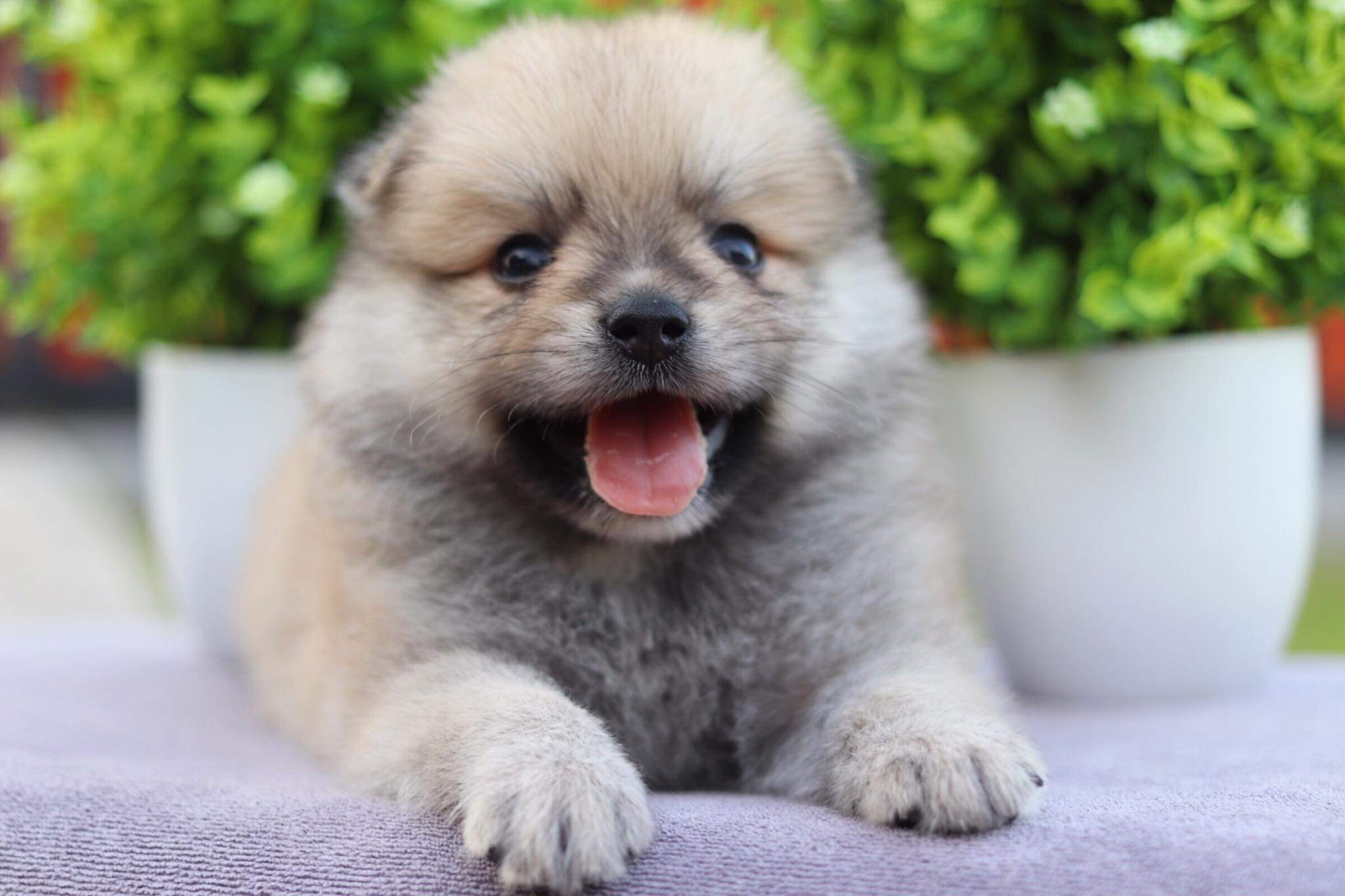 ปอมเมอเรเนียน เพศผู้หน้าฟ็อก