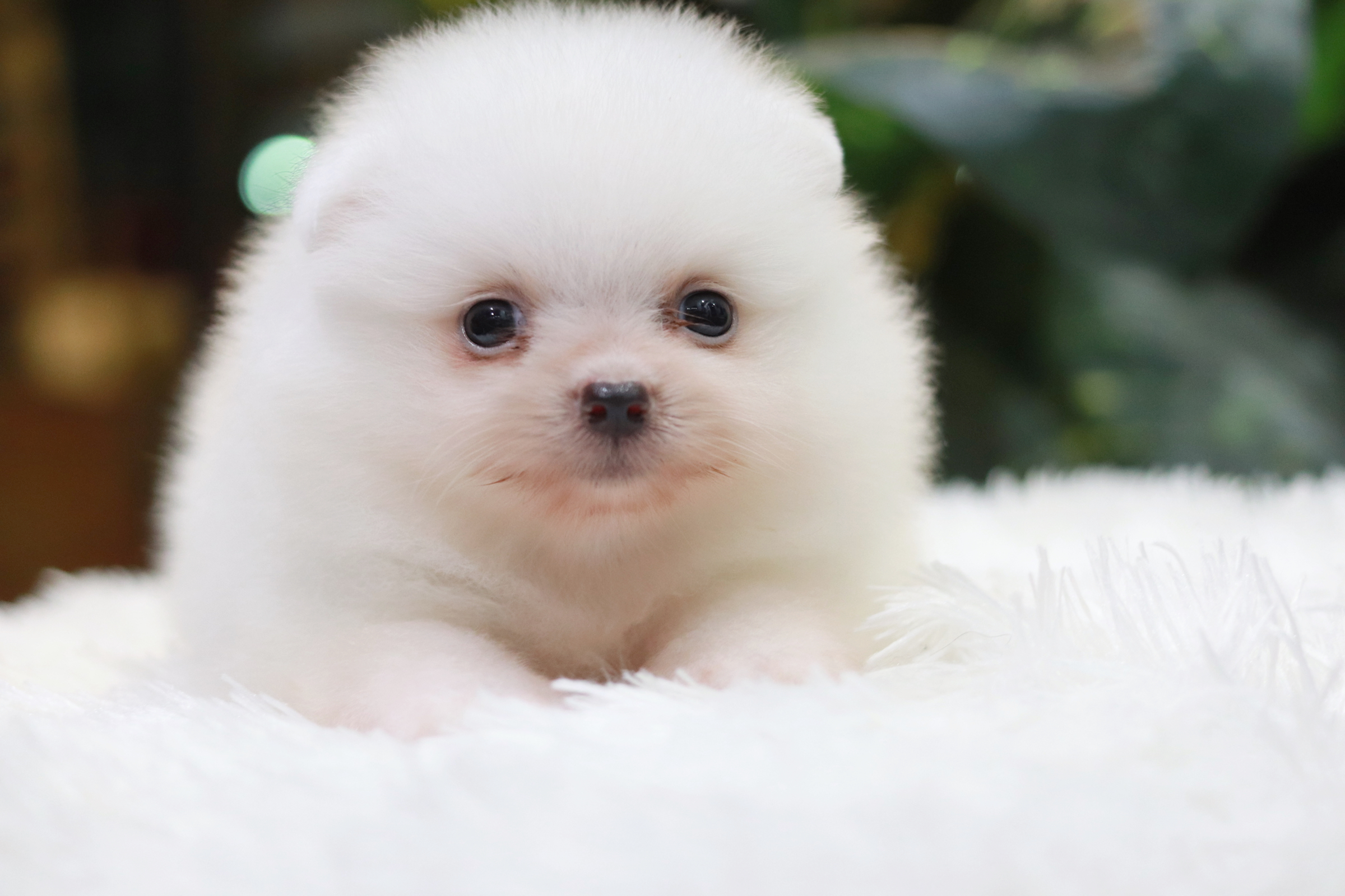 ปอมเมอเรเนียน เพศเมีย สีขาว หน้าฟ็อก