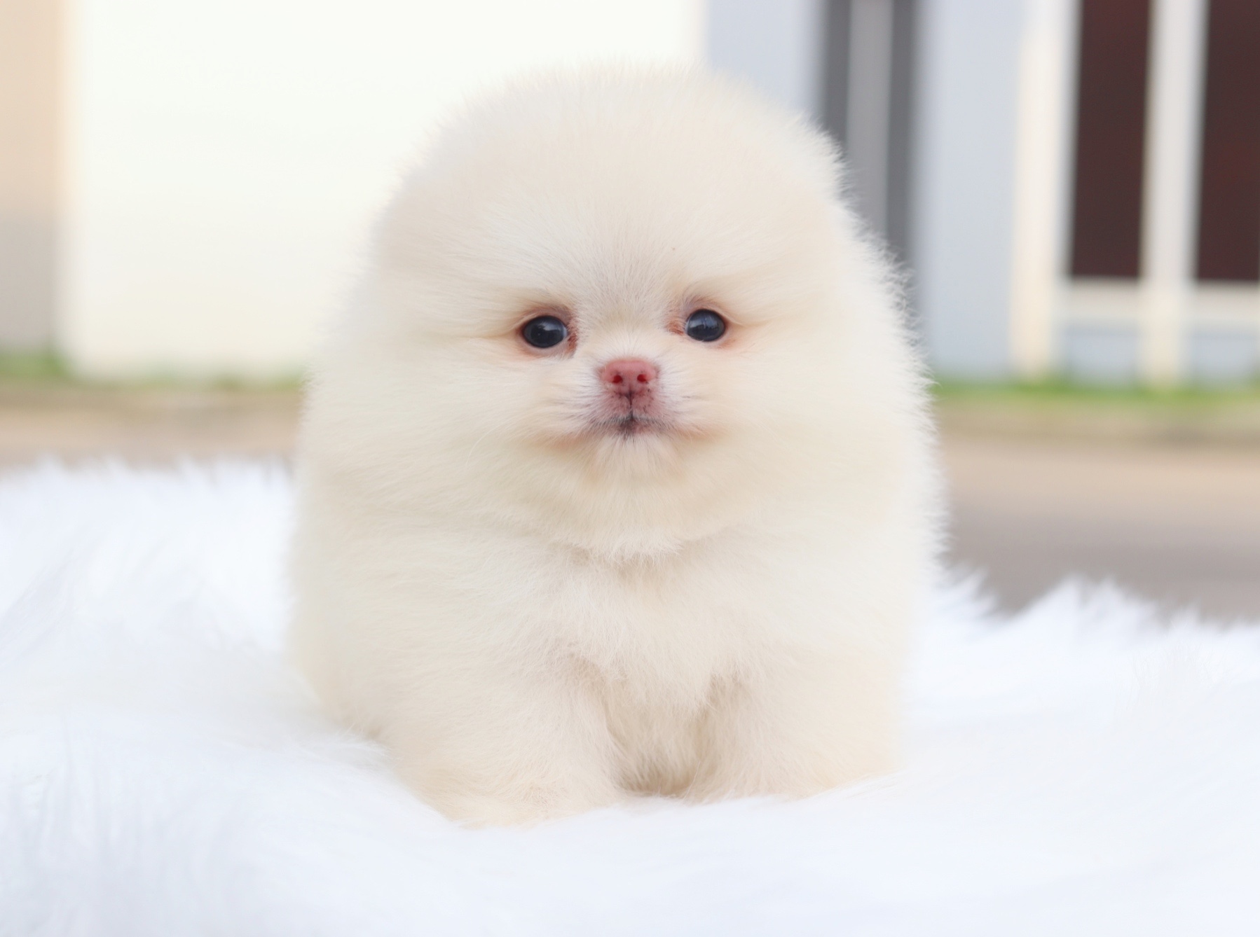 ปอมเมอเรเนียน เพศเมียสีขาวครีมเกรดโชว์