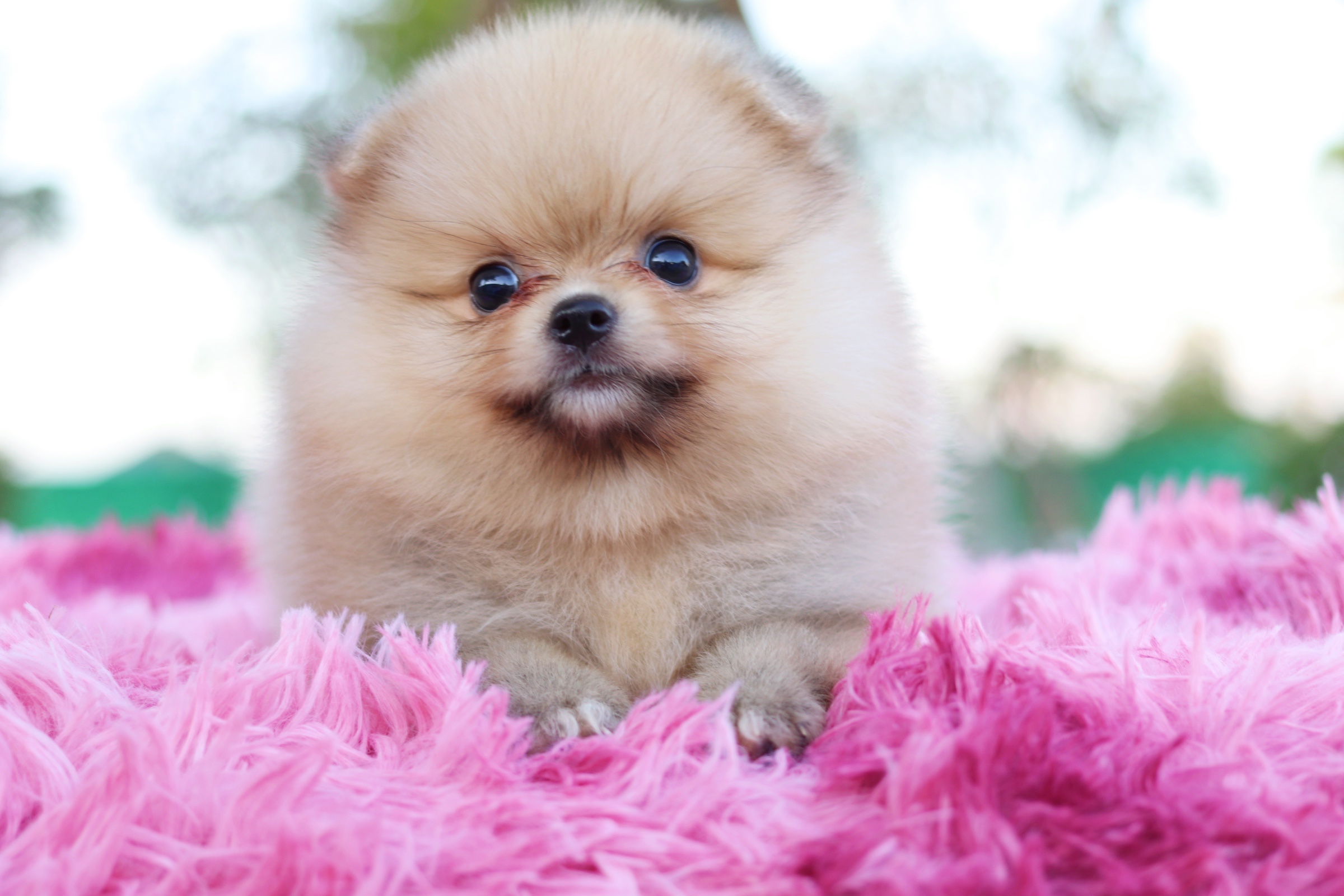 ปอมเมอเรเนียน เพศผู้ สีส้ม