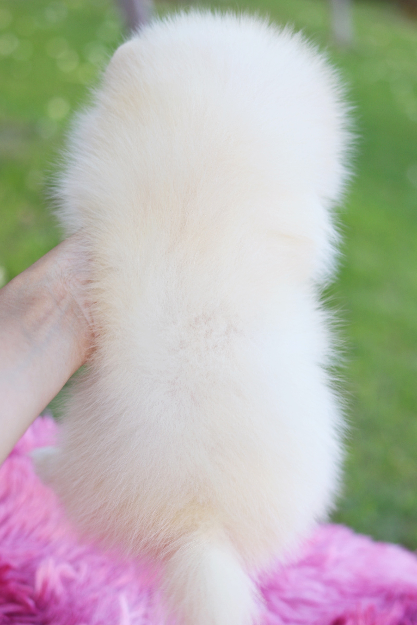 ปอมเมอเรเนียน เพศเมีย สีขาวครีม