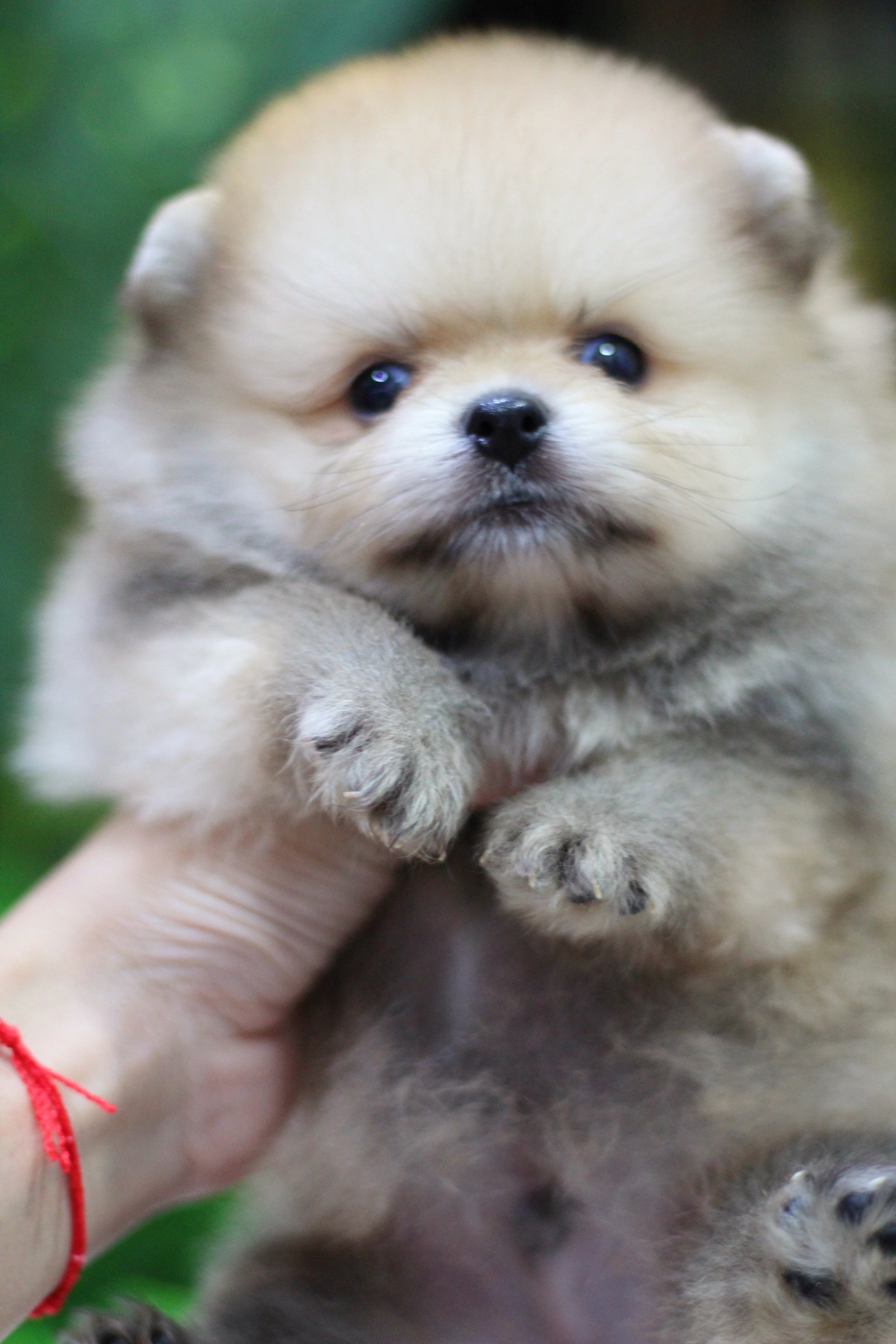 ปอมเมอเรเนียน เพศผู้สีส้ม