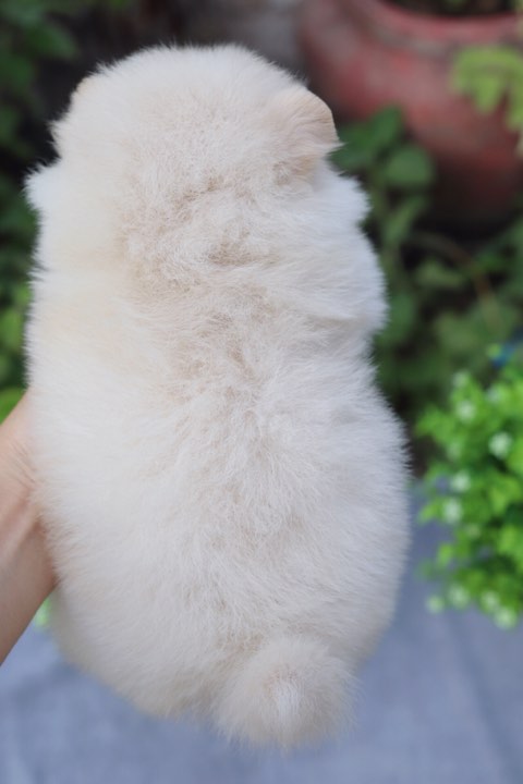 ปอมเมอเรเนียน ทีคัพ