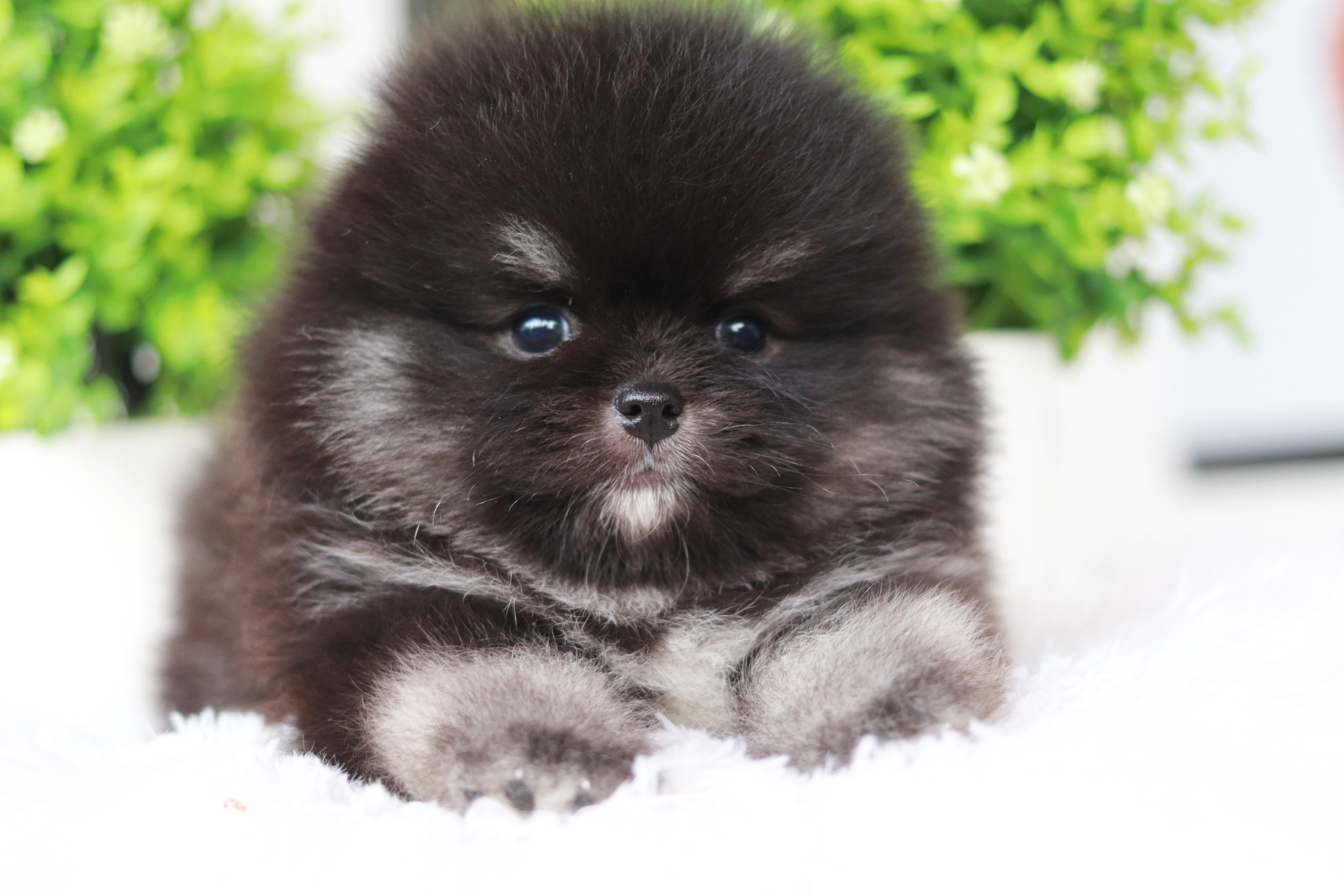 ปอมเมอเรเนียน เพศผู้แบล็คแทน