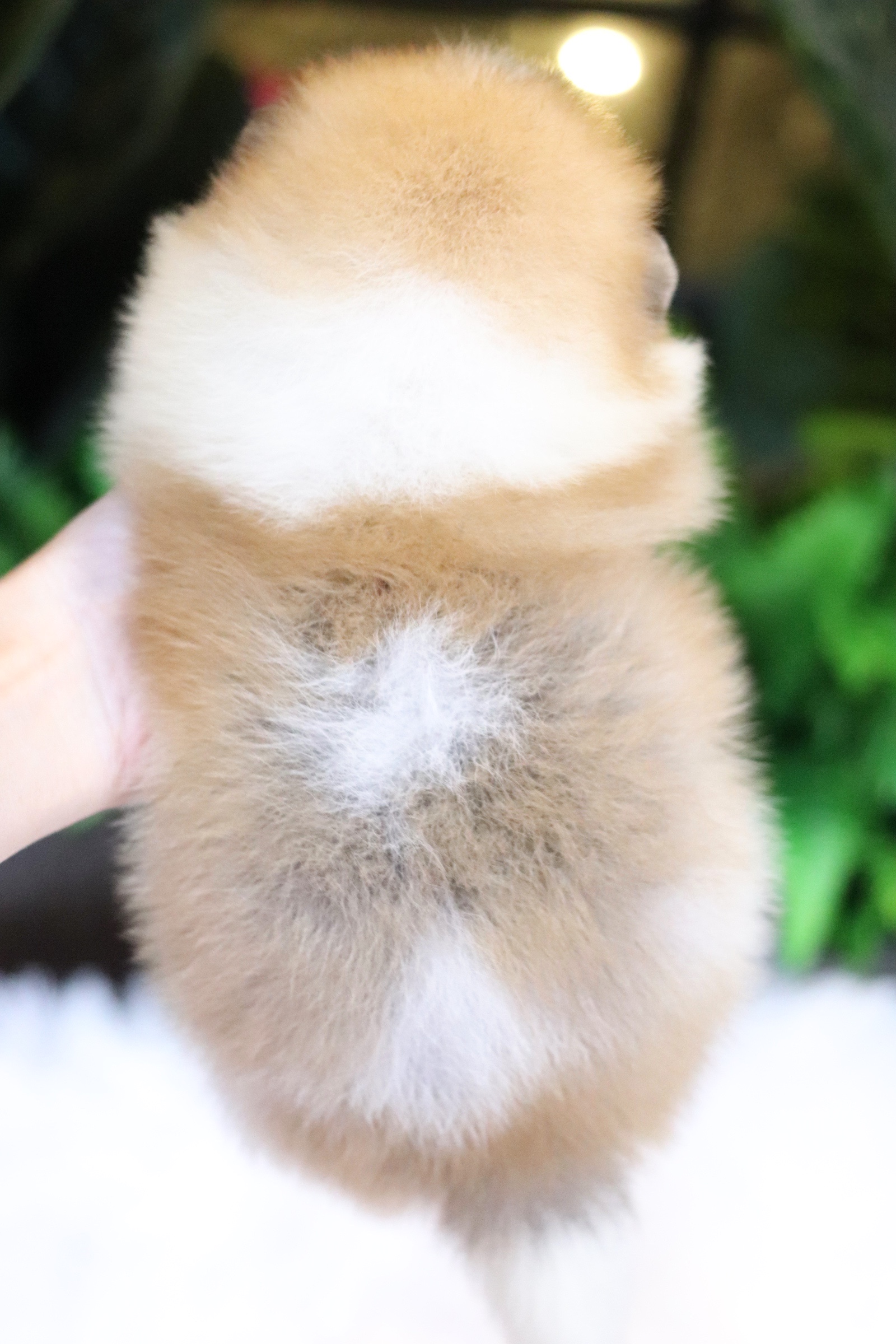 ปอมเมอเรเนียน เพศผู้ แฟนซี