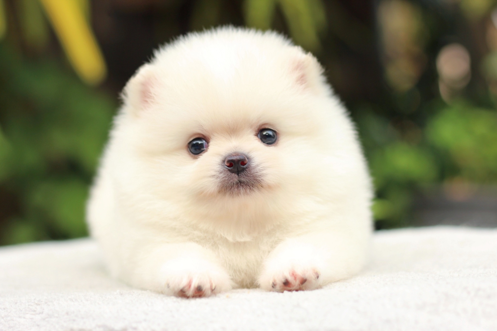 ปอมเมอเรเนียน เพศผู้ขาวครีม