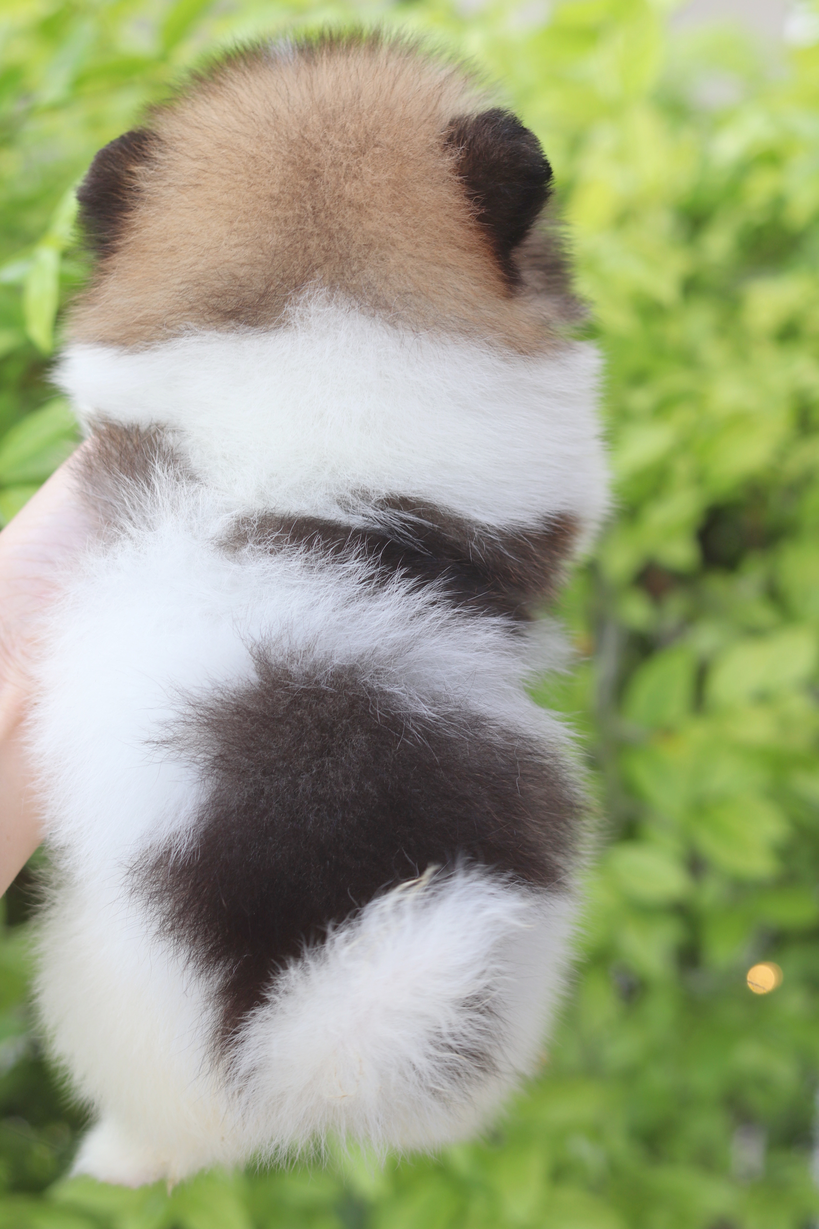 ปอมเมอเรเนียน เพศผู้แฟนซี