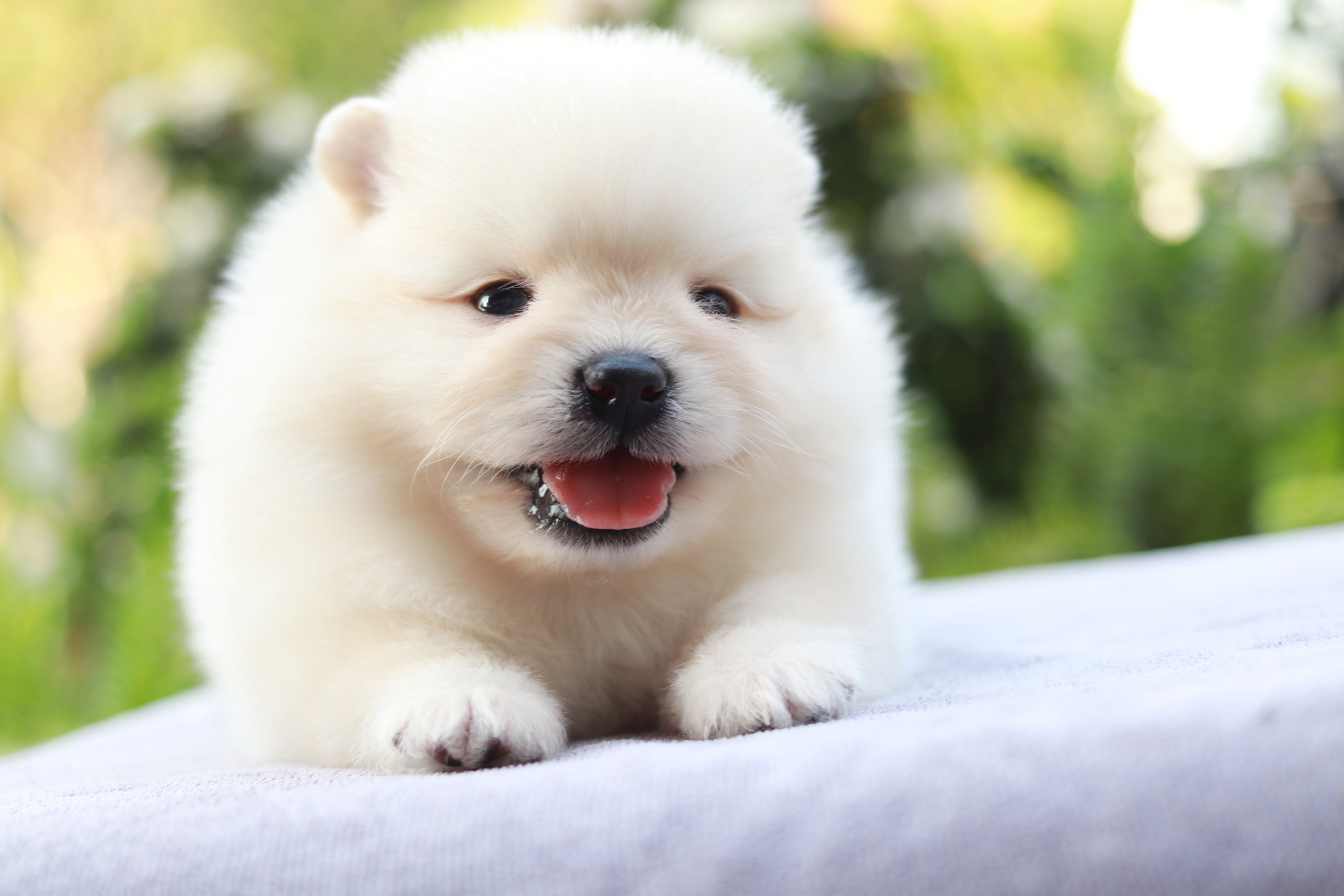 ปอมเมอเรเนียน เพศผู้