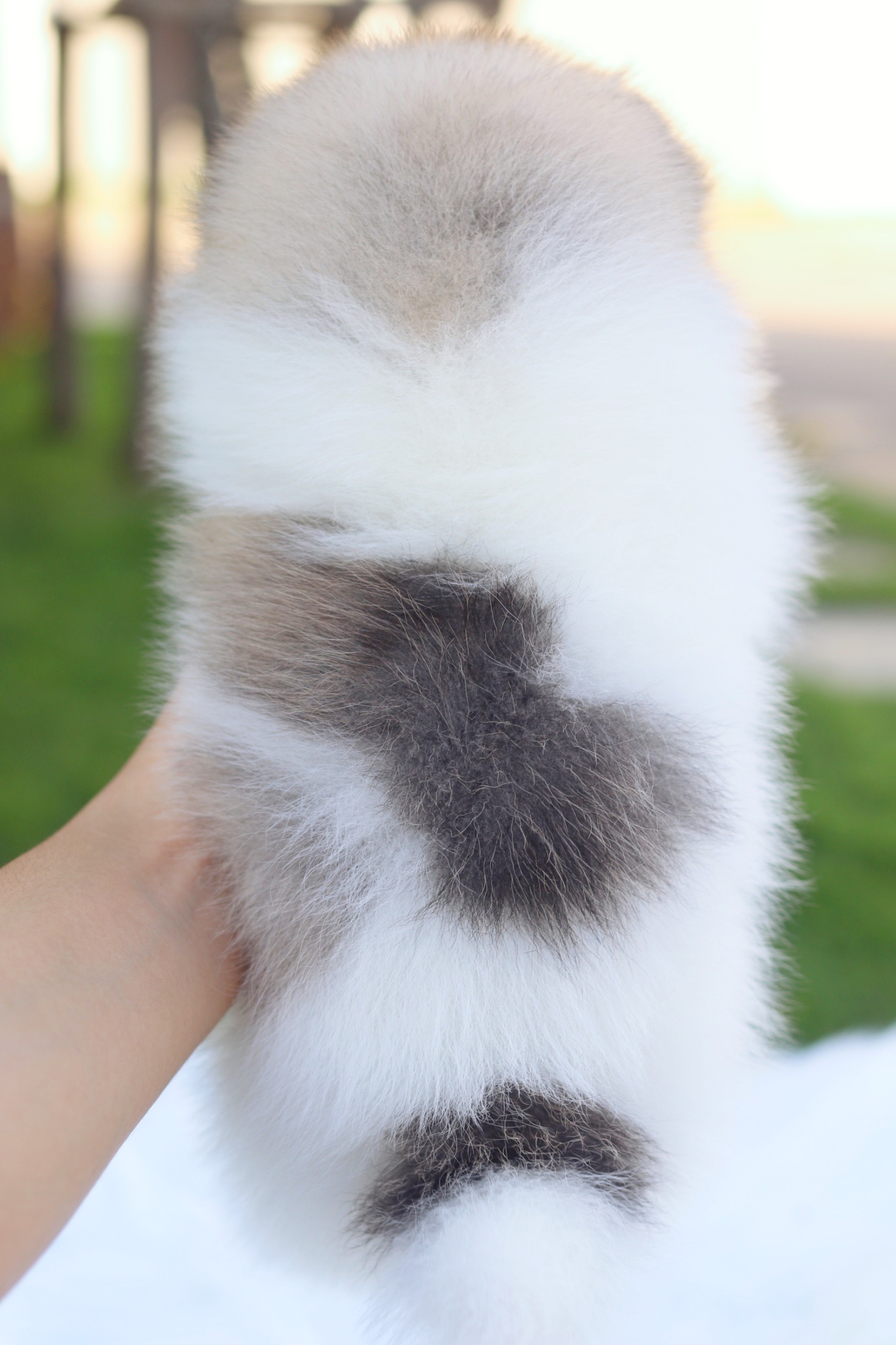 ปอมเมอเรเนียน เพศเมียสีแฟนซี