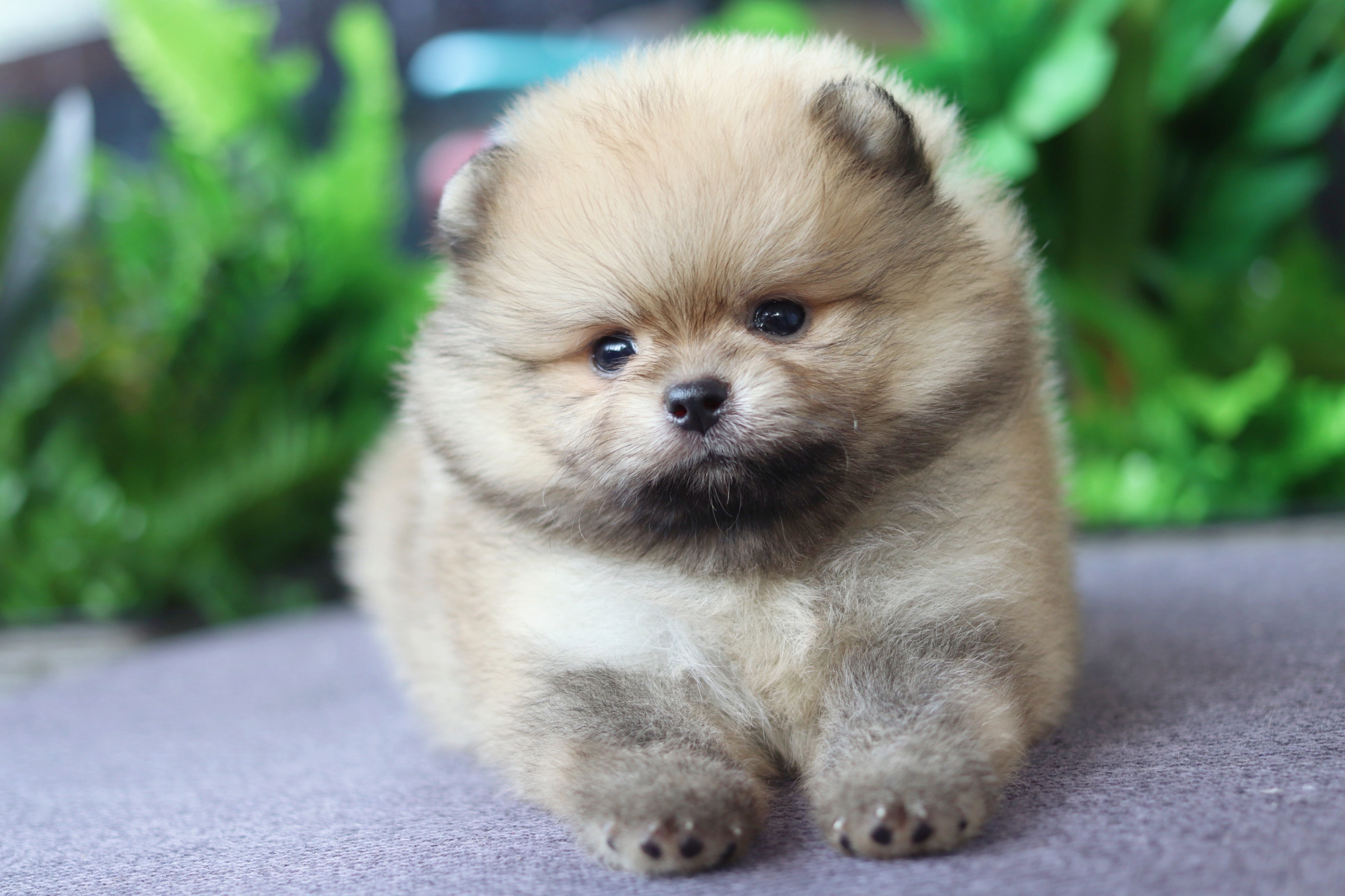 ปอมเมอเรเนียน เพศผู้ สีส้ม