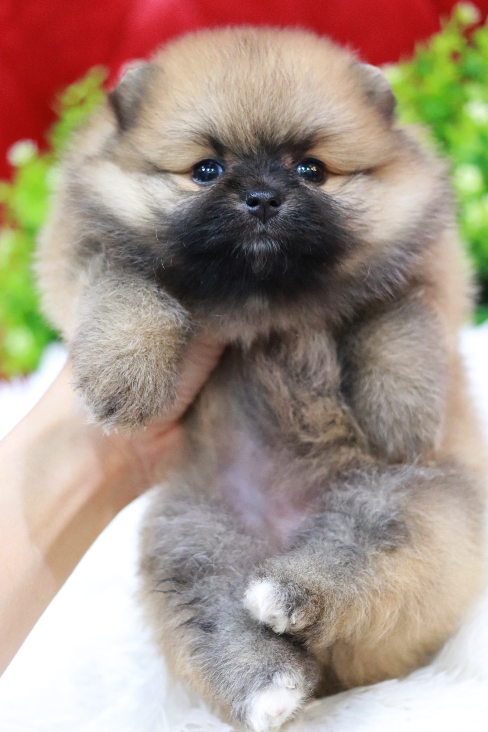 ปอมเมอเรเนียน เพศเมีย สีส้ม หน้าตุ๊กตา