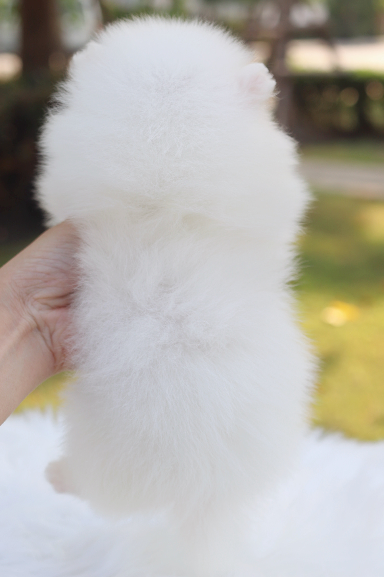 ปอมเมอเรเนียน เพศเมียสีขาวครีม