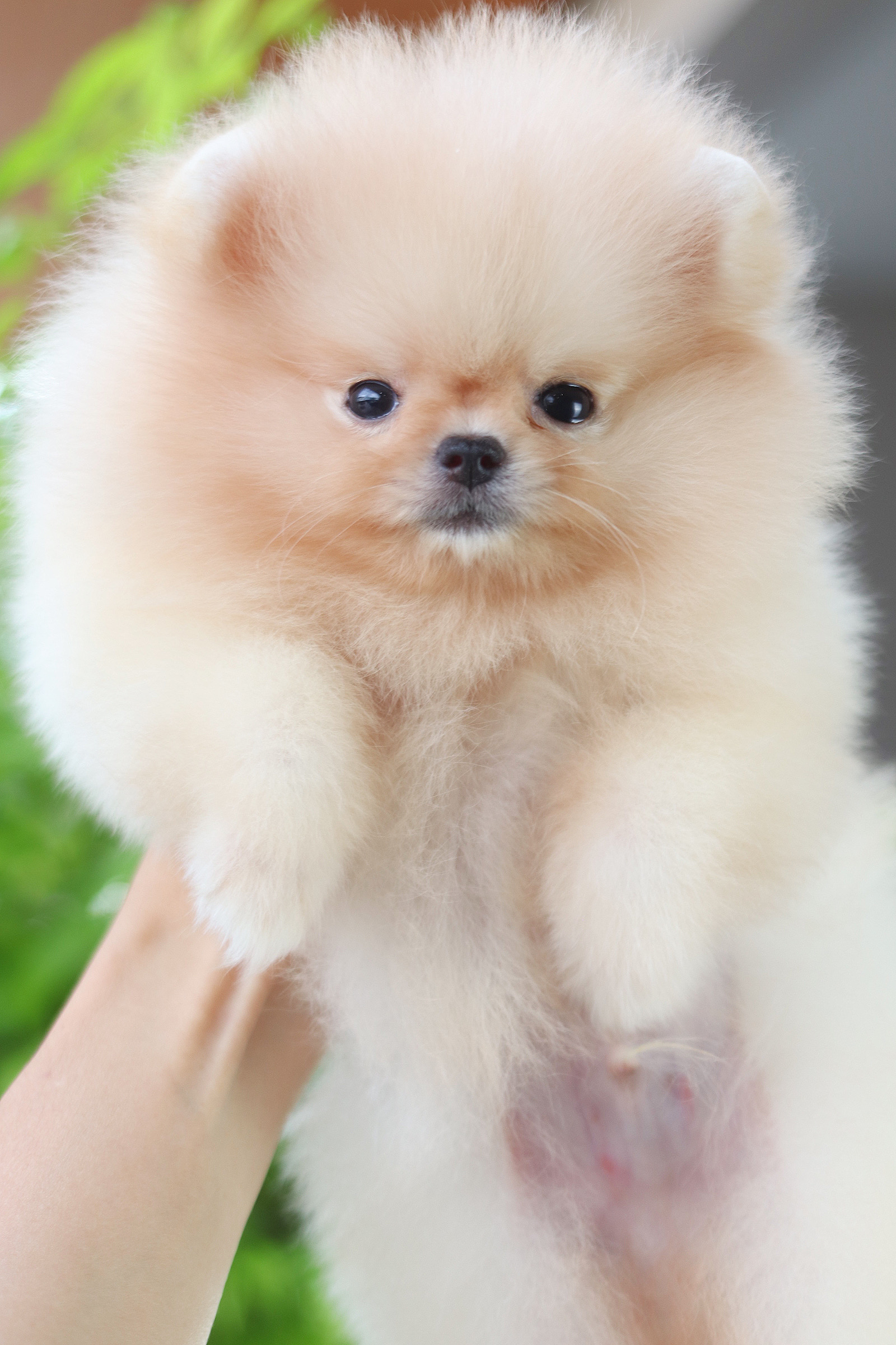 ปอมเมอเรเนียน เพศผู้ สีครีม