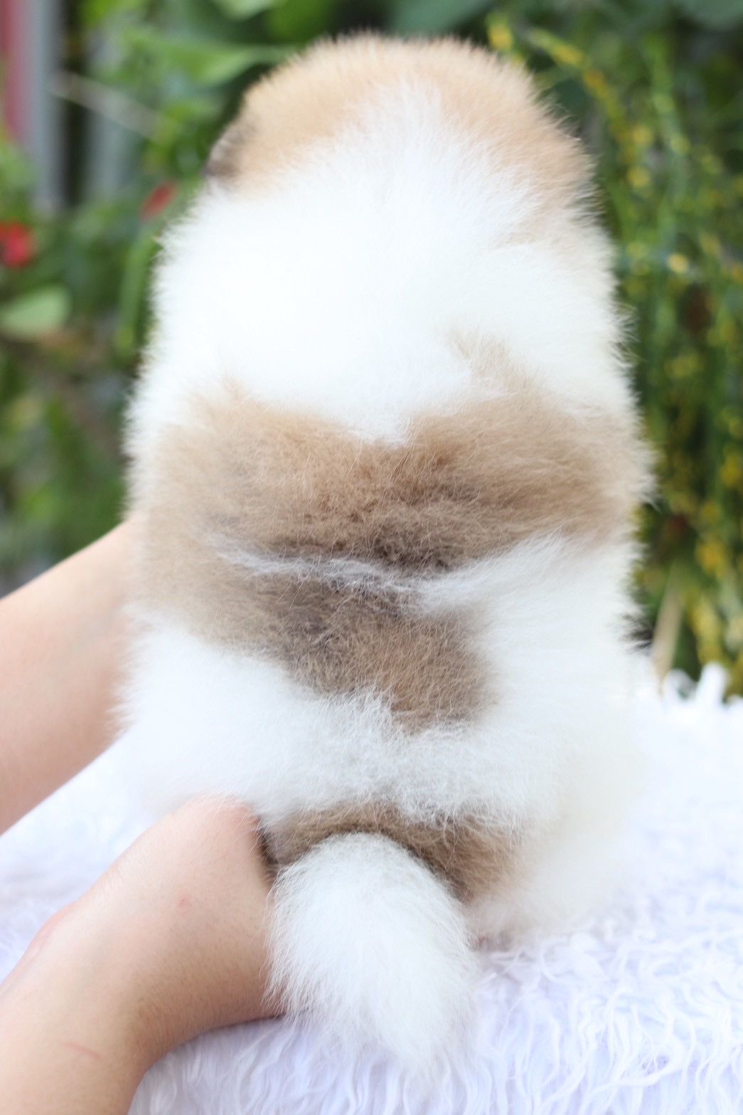 ปอมเมอเรเนียน เพศผู้สีแฟนซี