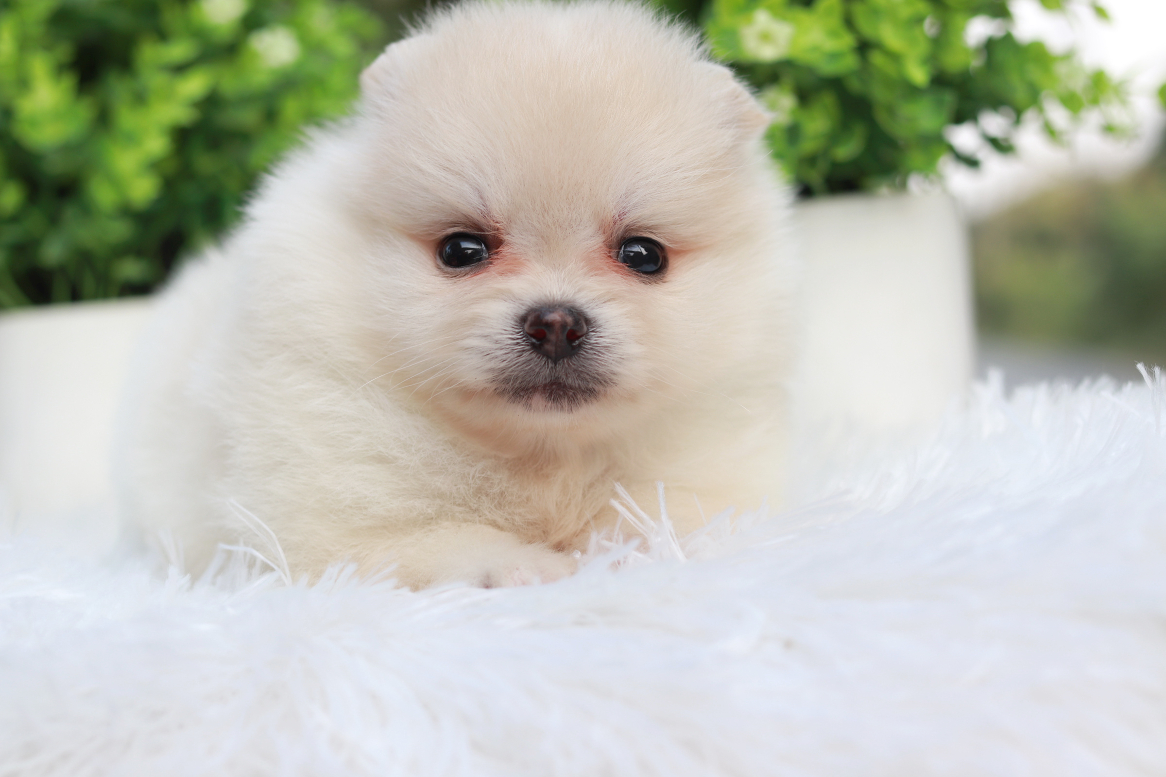 ปอมเมอเรเนียน เพศเมีย