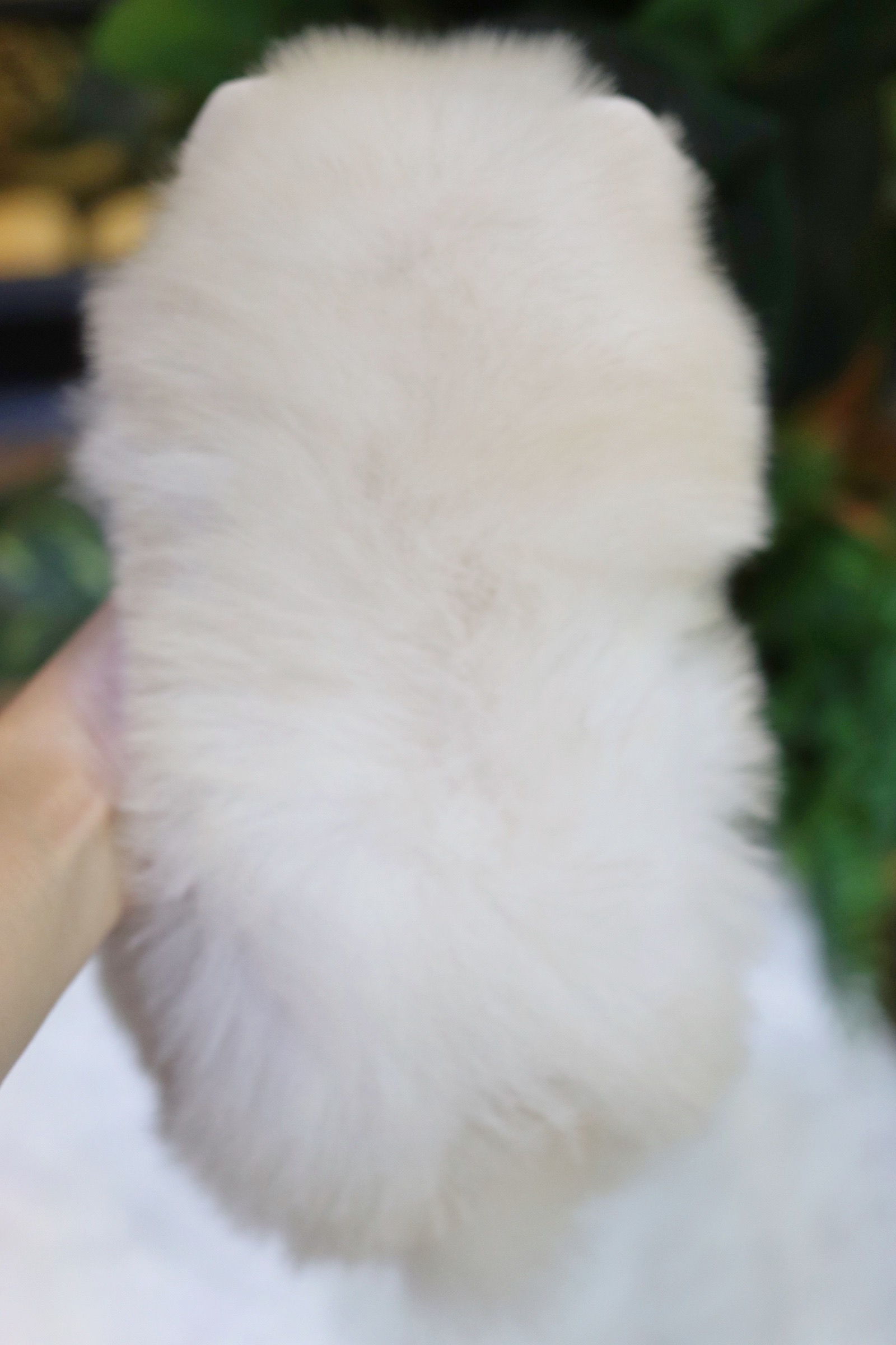 ปอมเมอเรเนียน เพศเมียขาวครีม