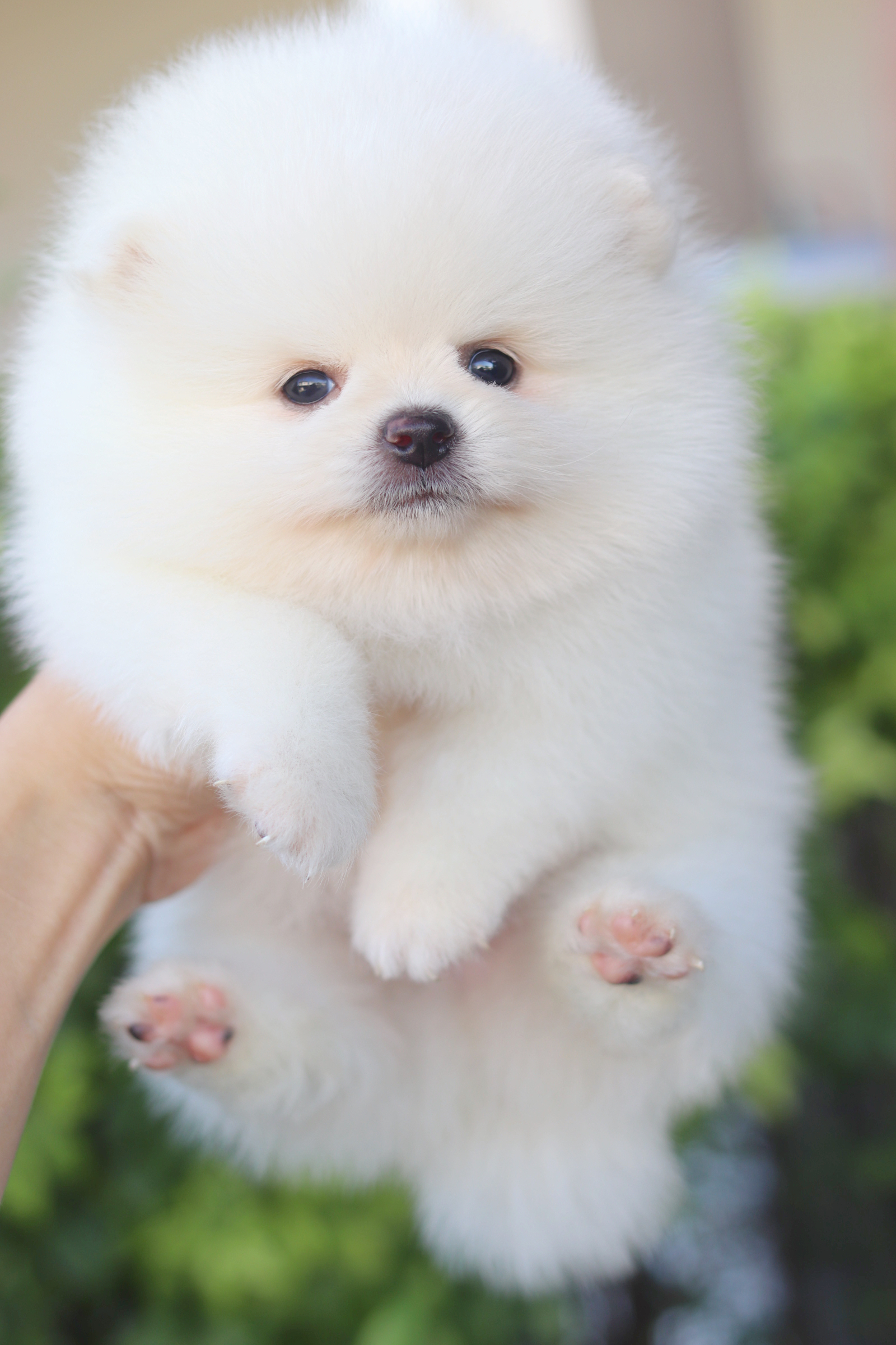 ปอมเมอเรเนียน เพศผู้สีขาวครีมเกรดโชว์