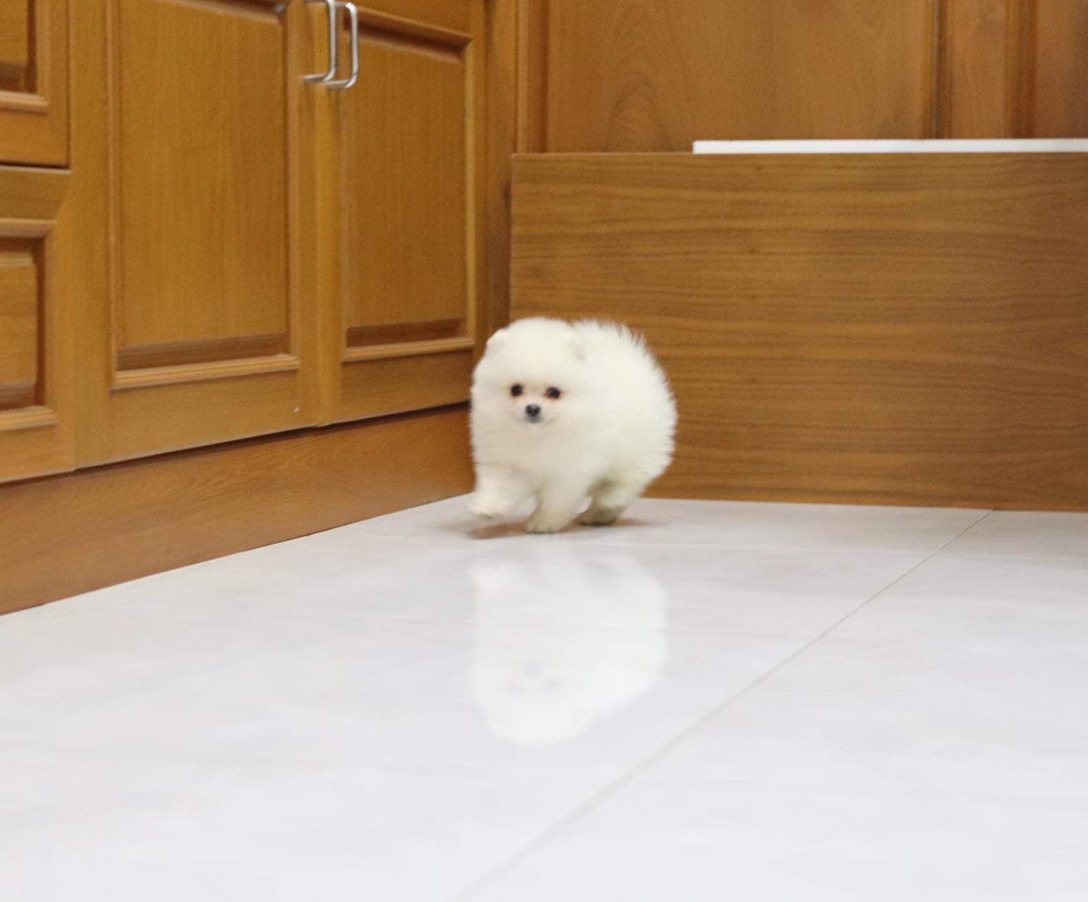 ปอมเมอเรเนียน เพศผู้