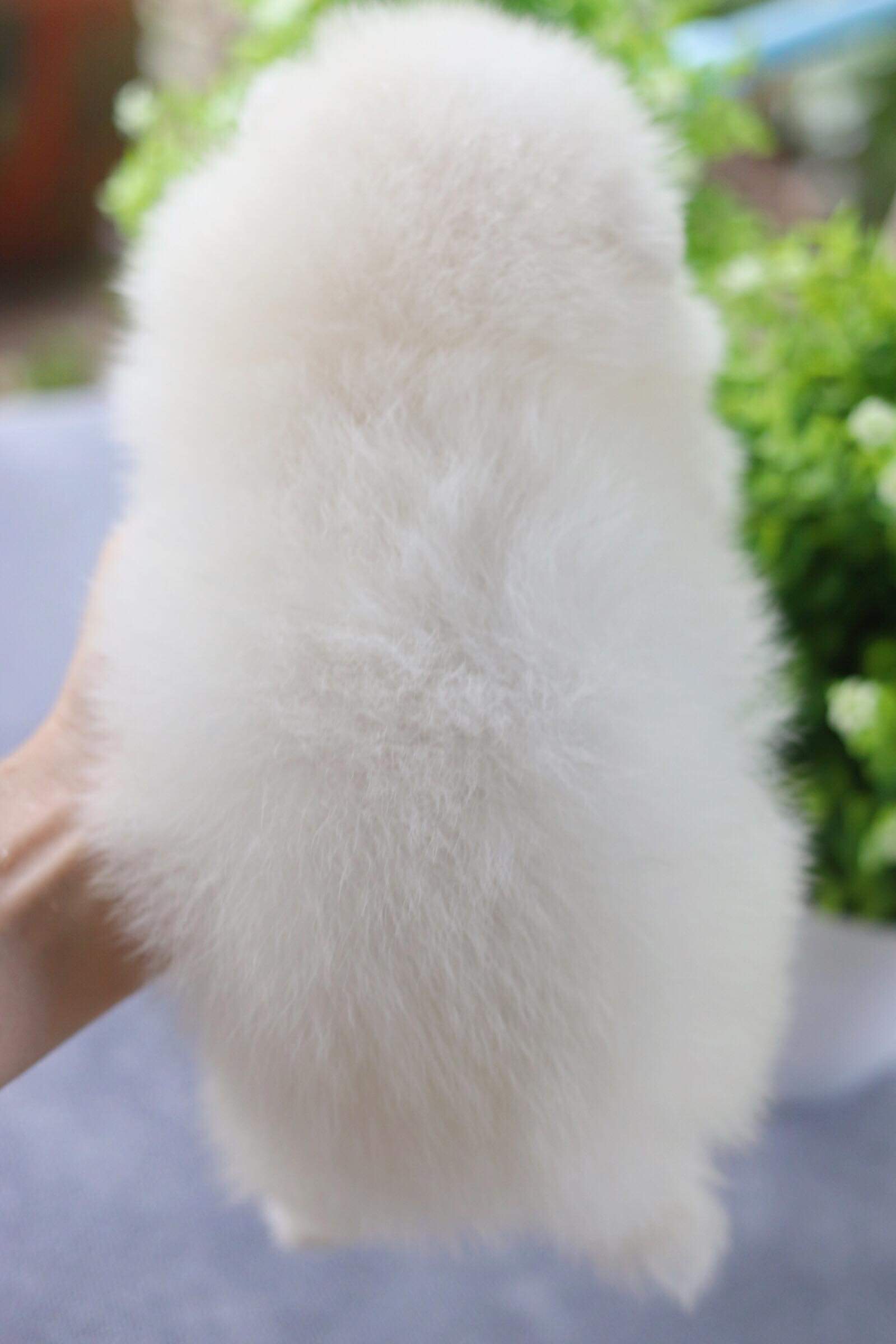 ปอมเมอเรเนียน เพศผู้