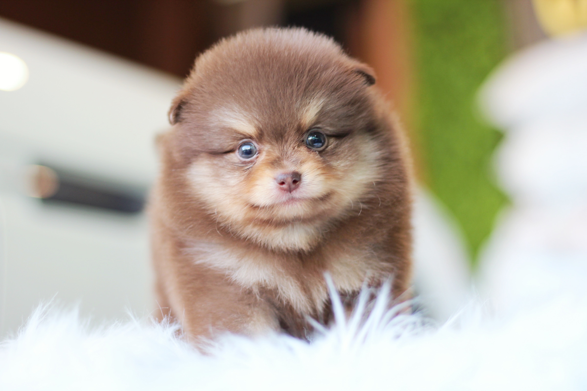 ปอมเมอเรเนียน เพศผู้ สีช็อคแทน