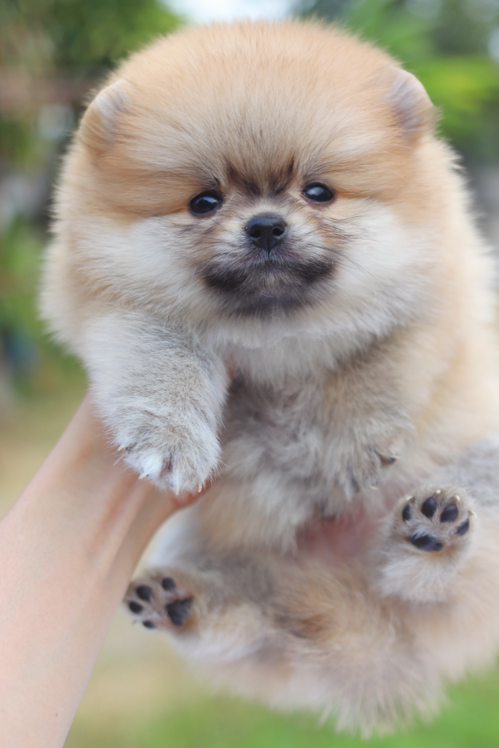 ปอมเมอเรเนียน เพศผู้ สีส้ม