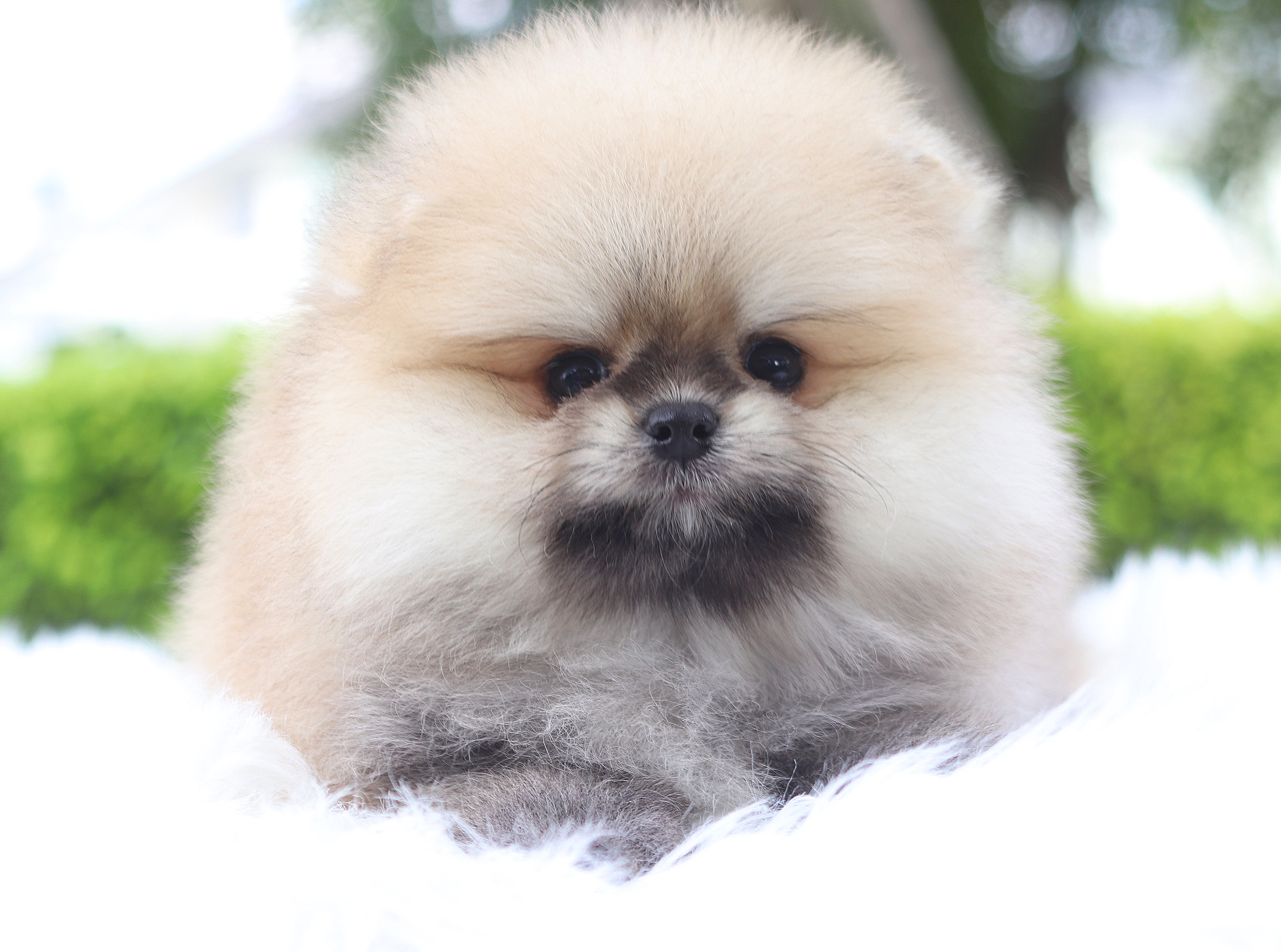 ปอมเมอเรเนียน เพศผู้ สีส้ม เกรดโชว์