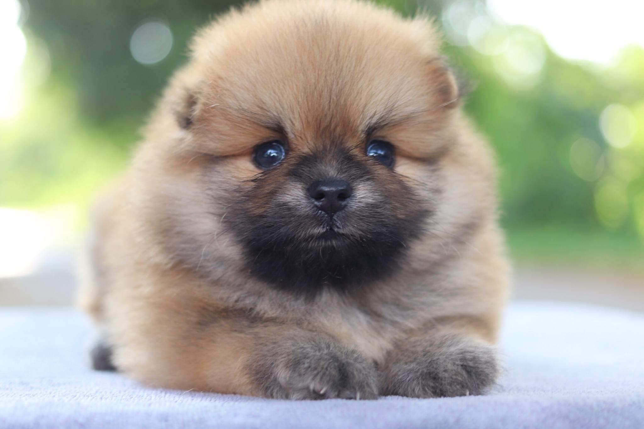 ปอมเมอเรเนียน เพศผู้