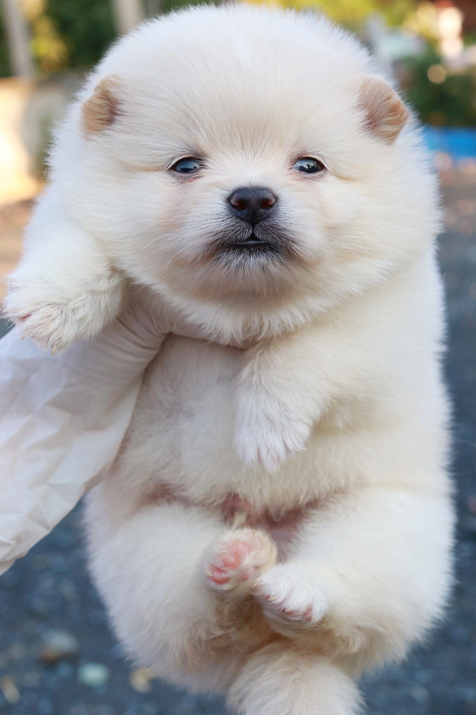 ปอมเมอเรเนียน เพศผู้