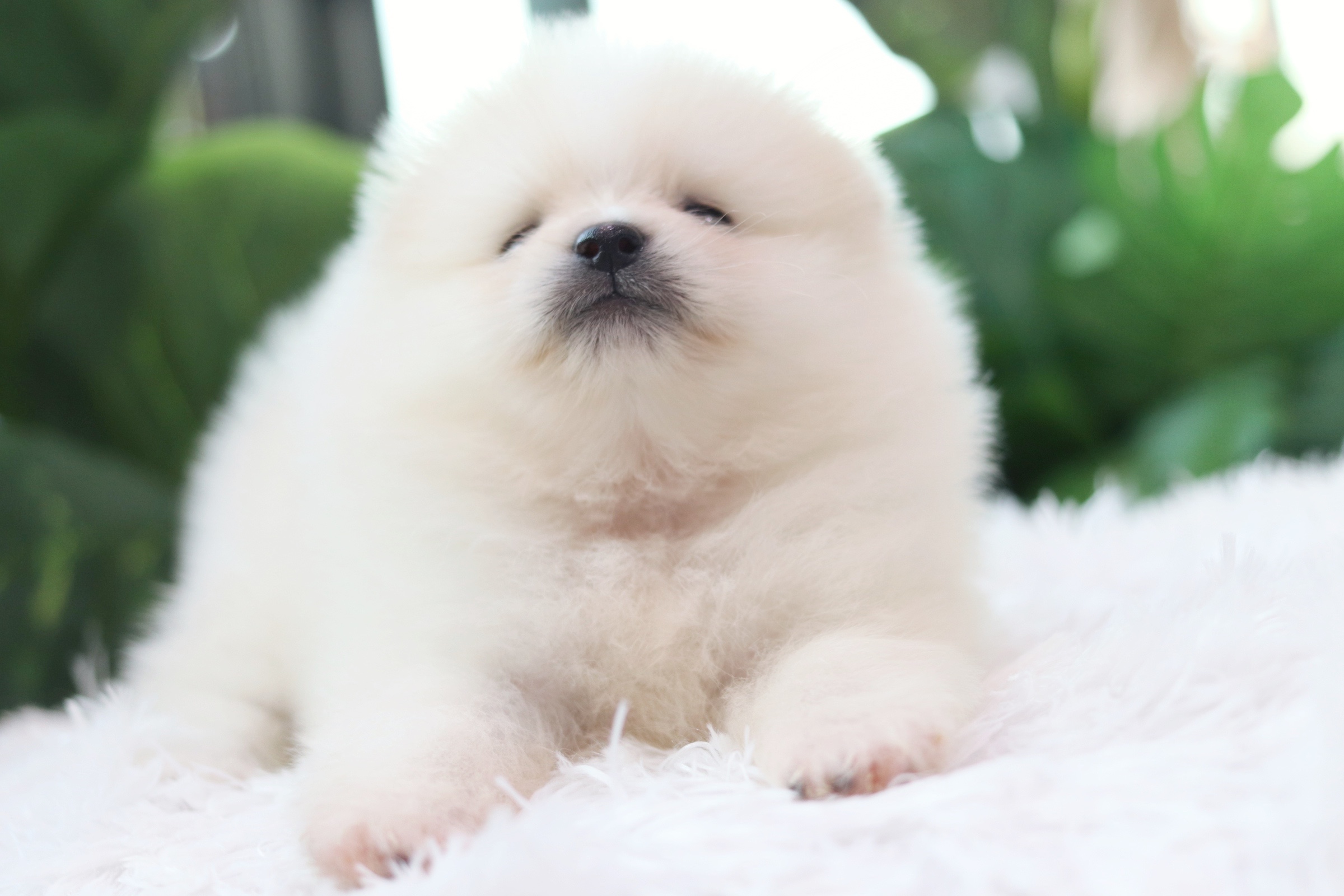 ปอมเมอเรเนียน เพศผู้สีขาวครีม