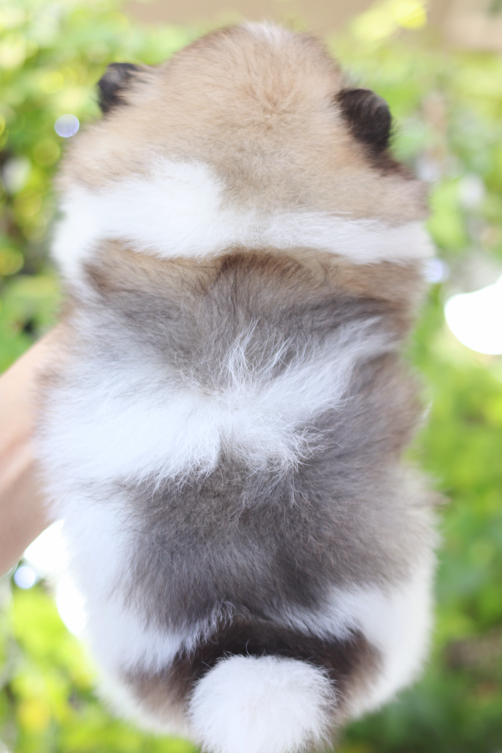 ปอมเมอเรเนียน เพศผู้ สีแฟนซี